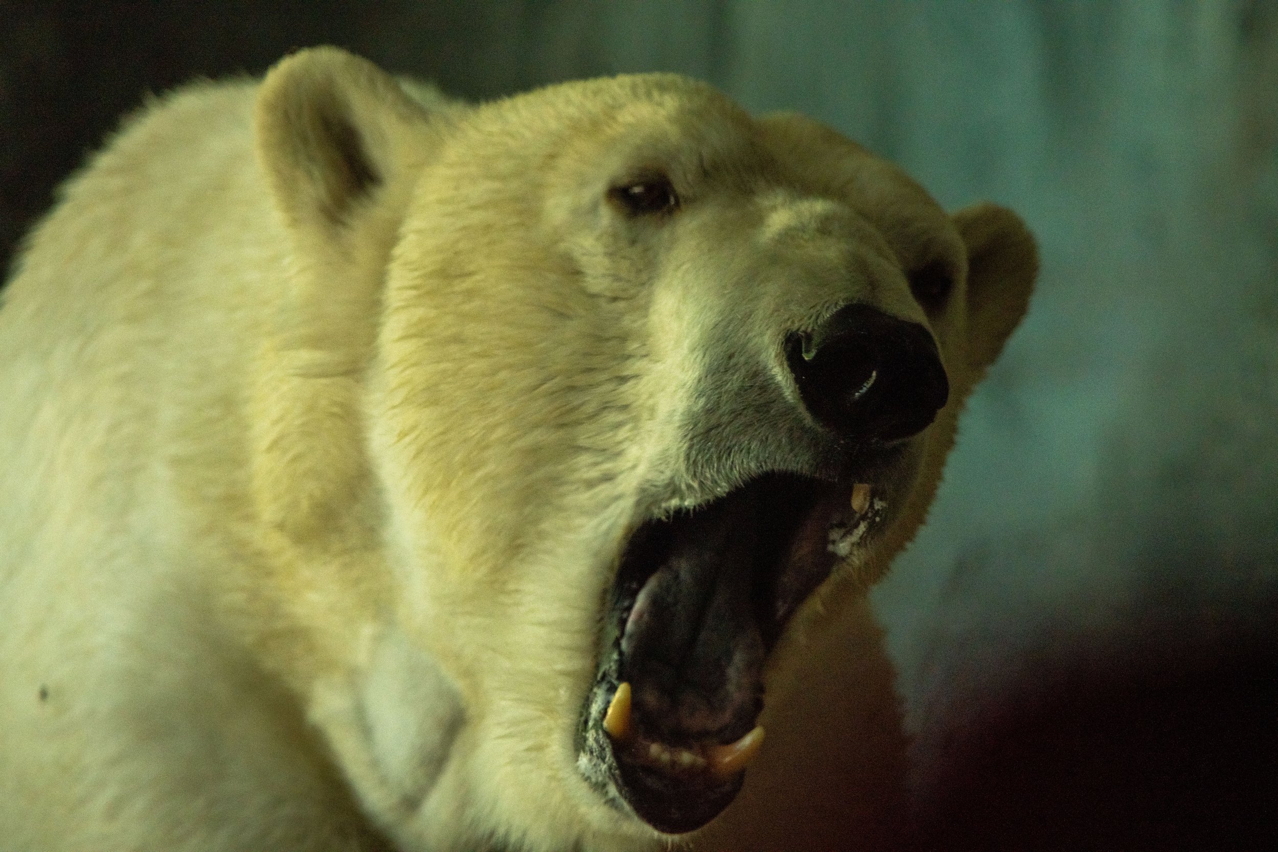 NC-zoo-adj-19.jpg