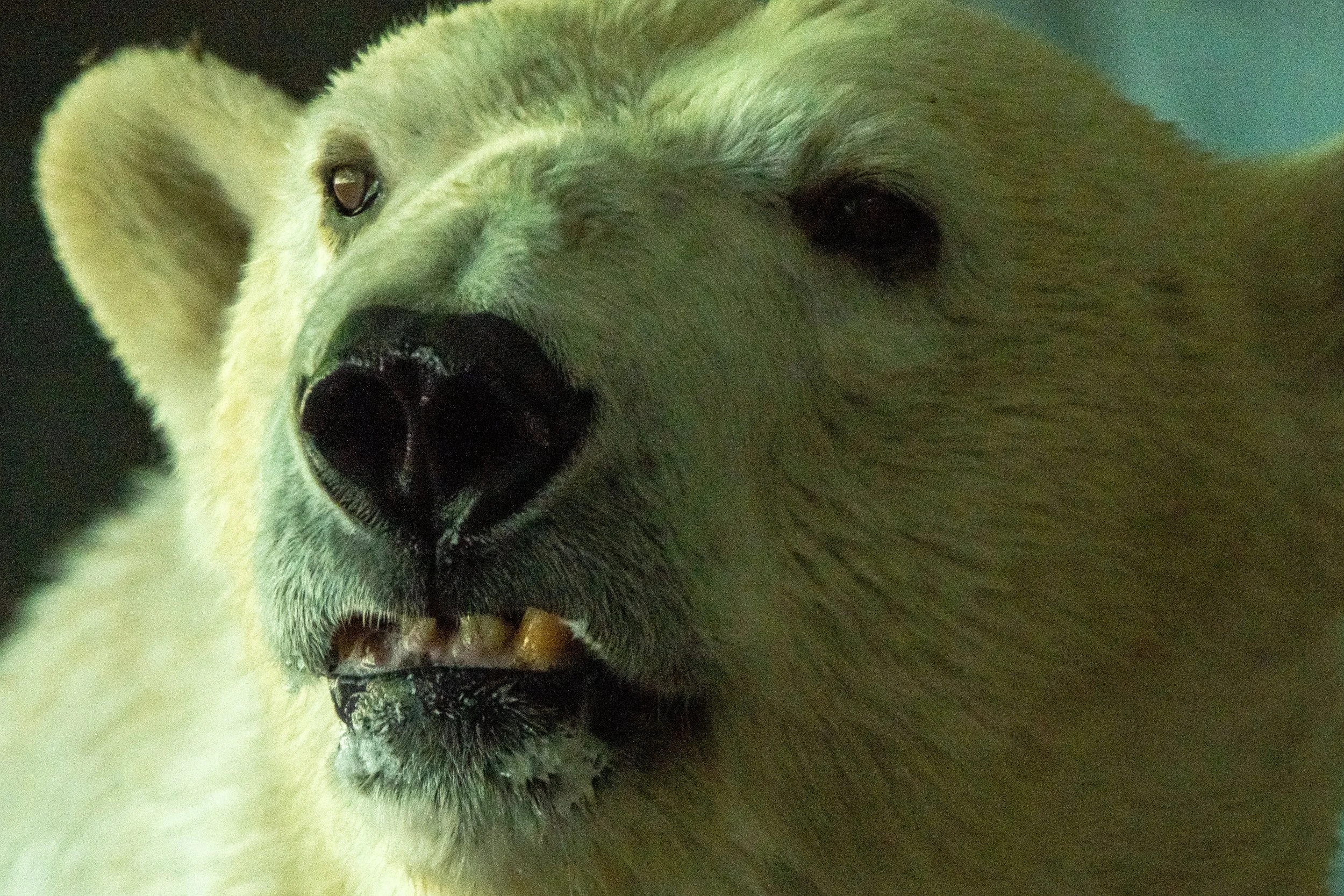 NC-zoo-adj-20.jpg