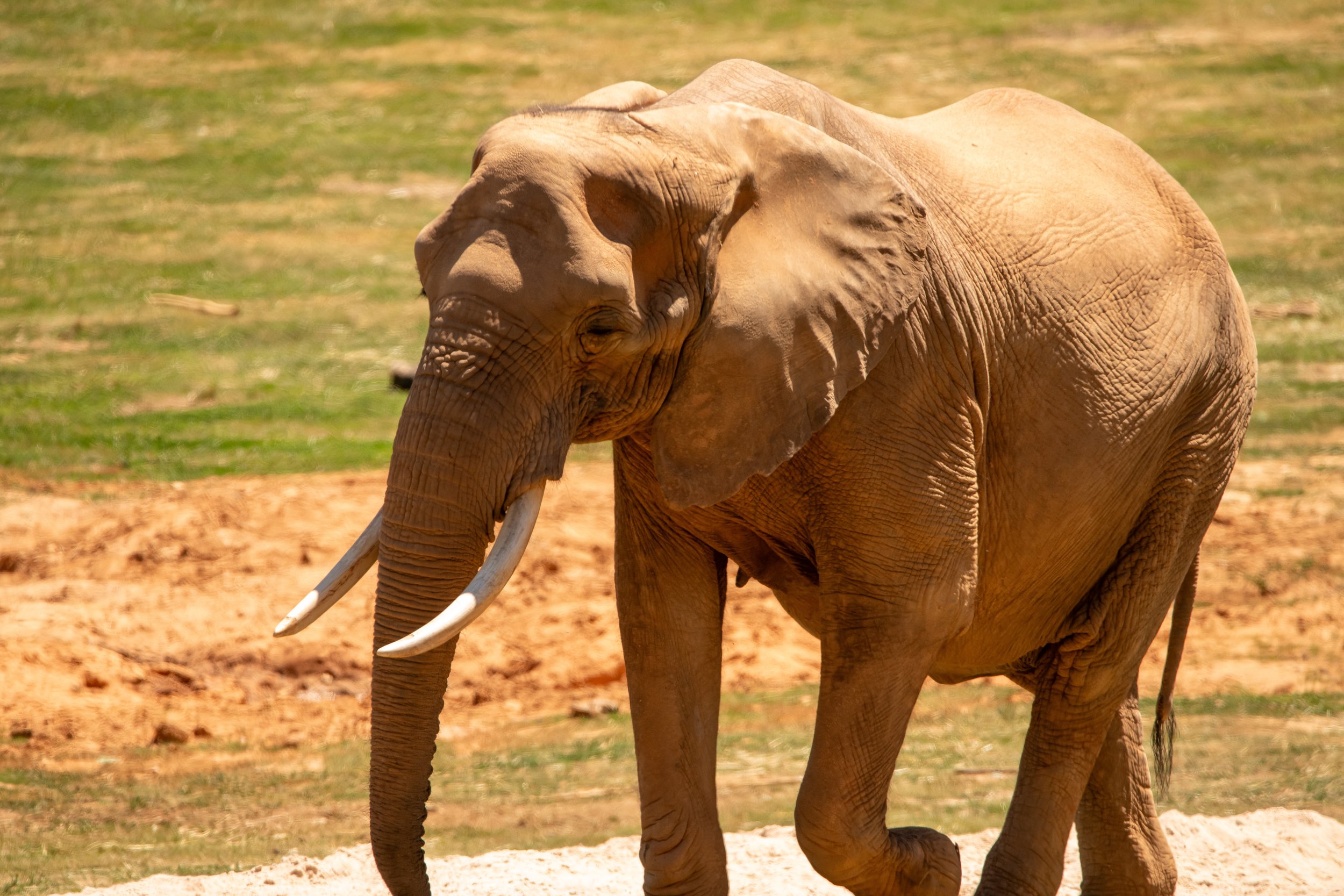 NC-zoo-adj-17.jpg