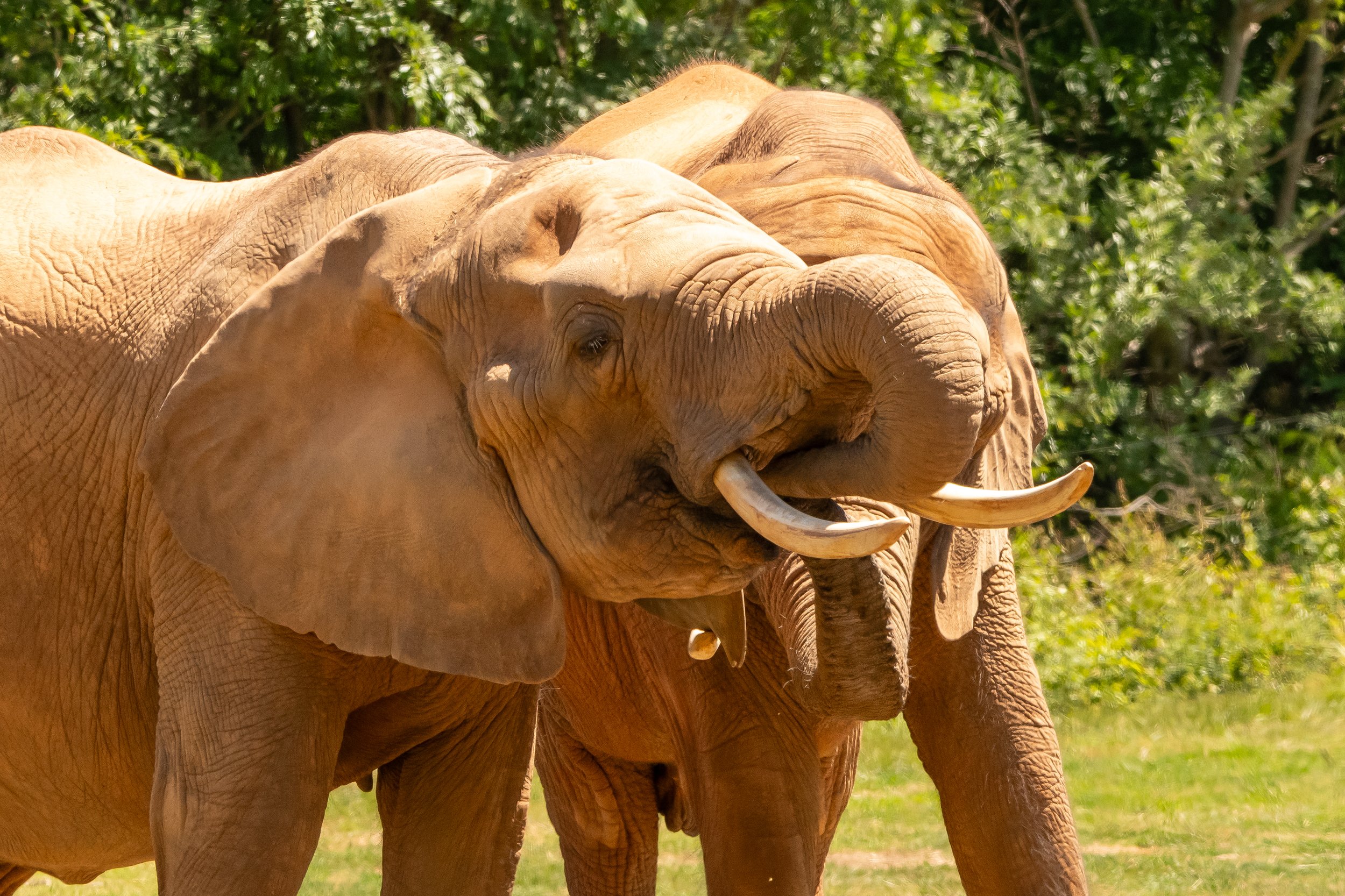 NC-zoo-adj-16.jpg