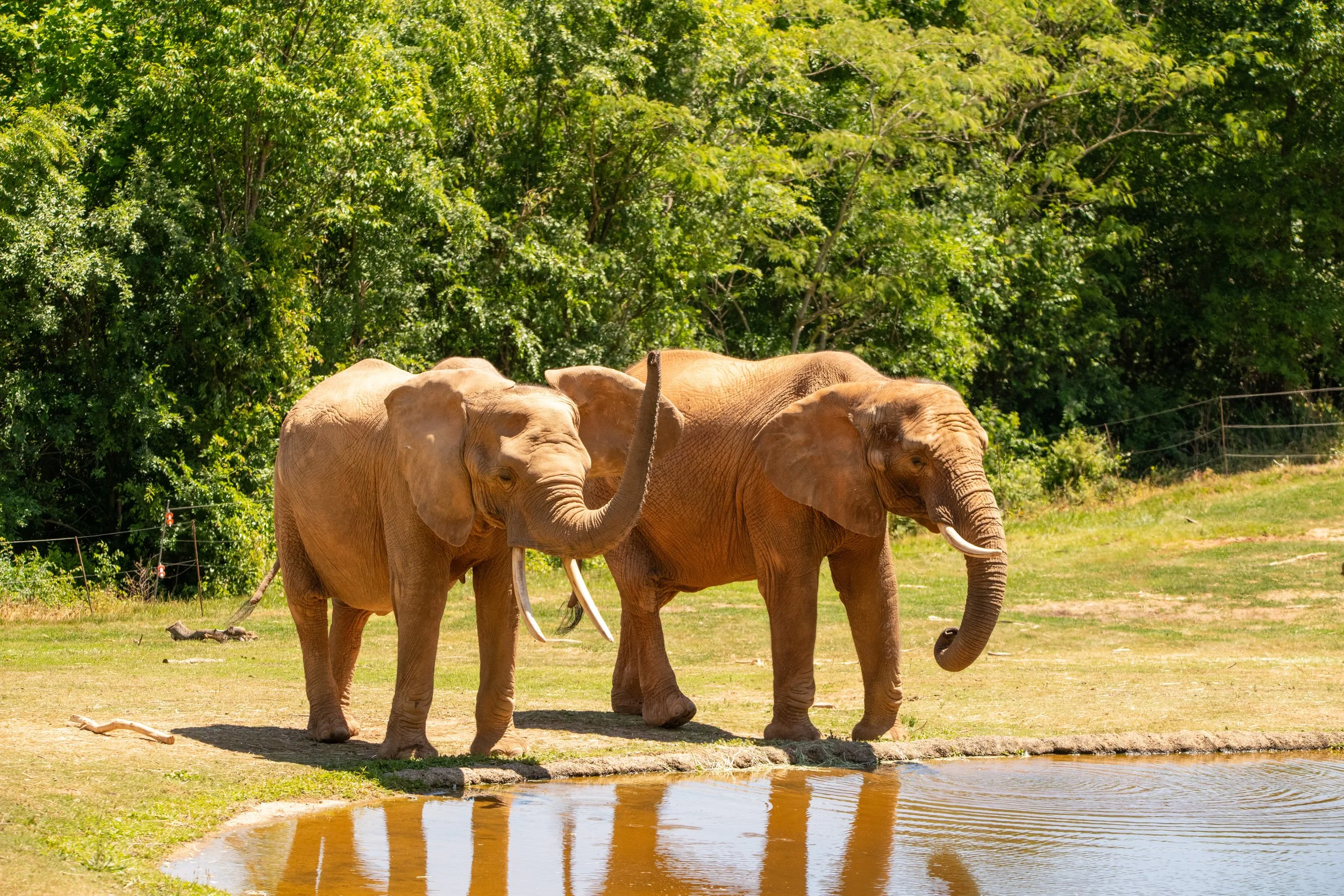 NC-zoo-adj-18.jpg