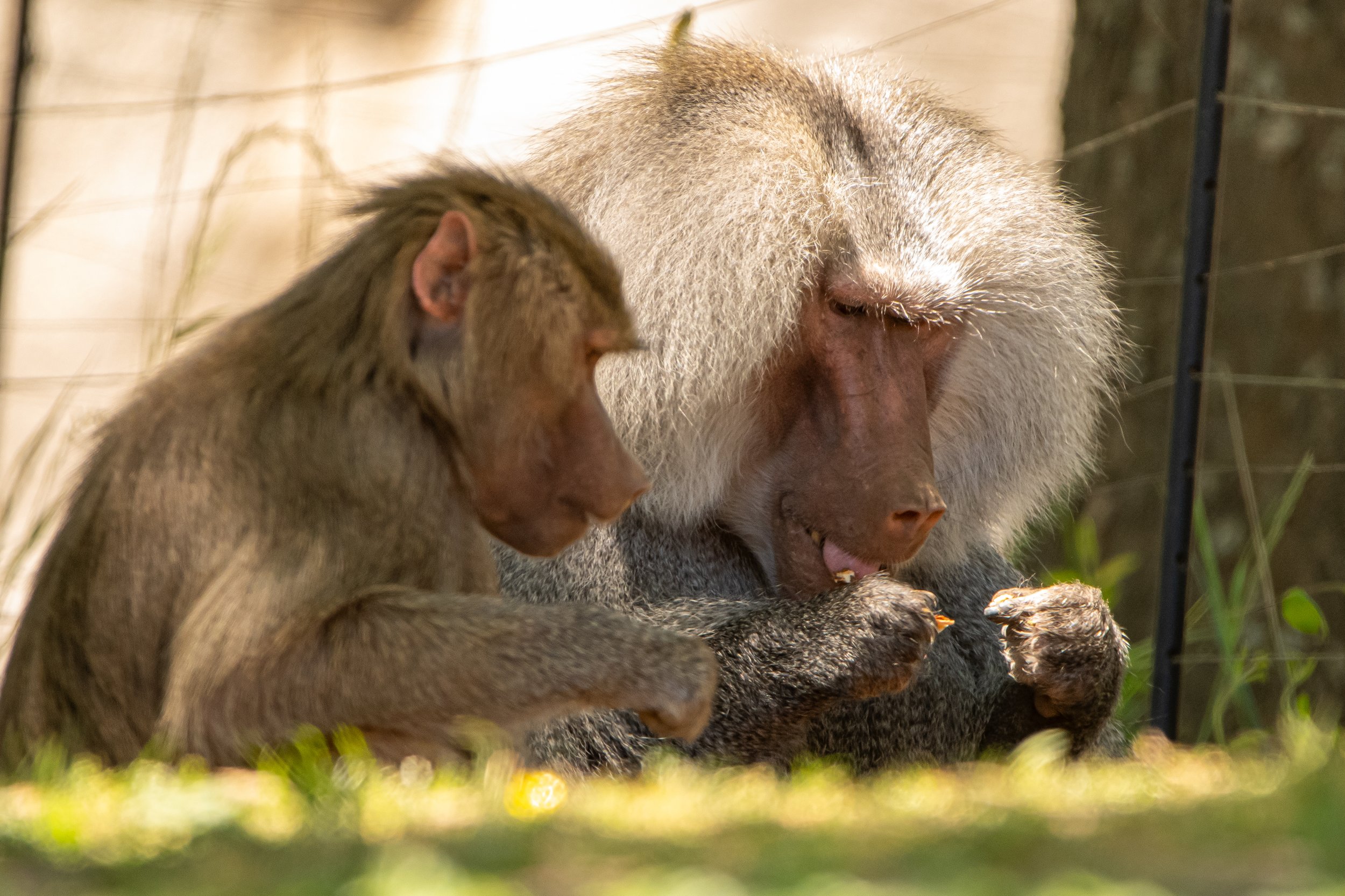 NC-zoo-adj-15.jpg