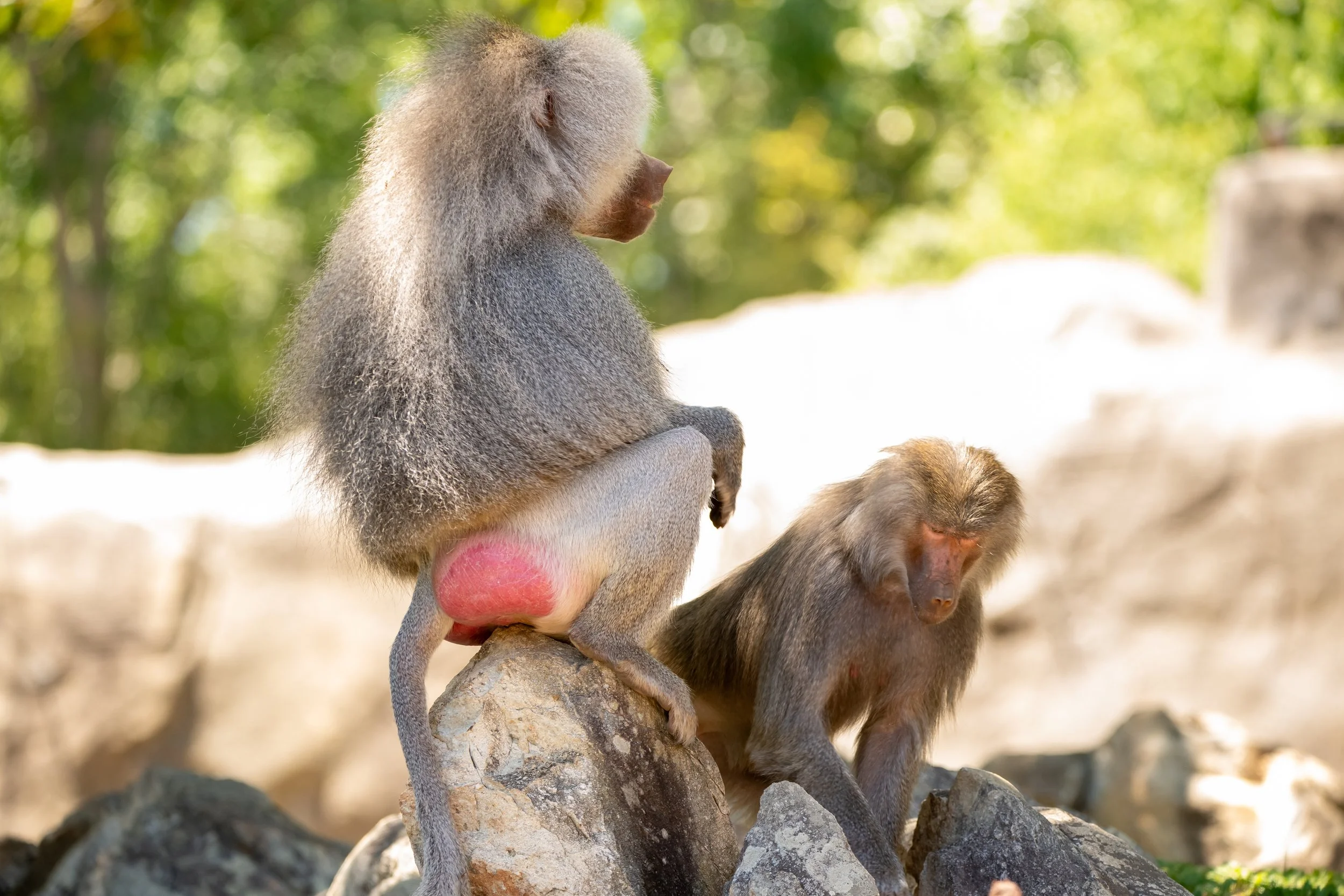 NC-zoo-adj-14.jpg