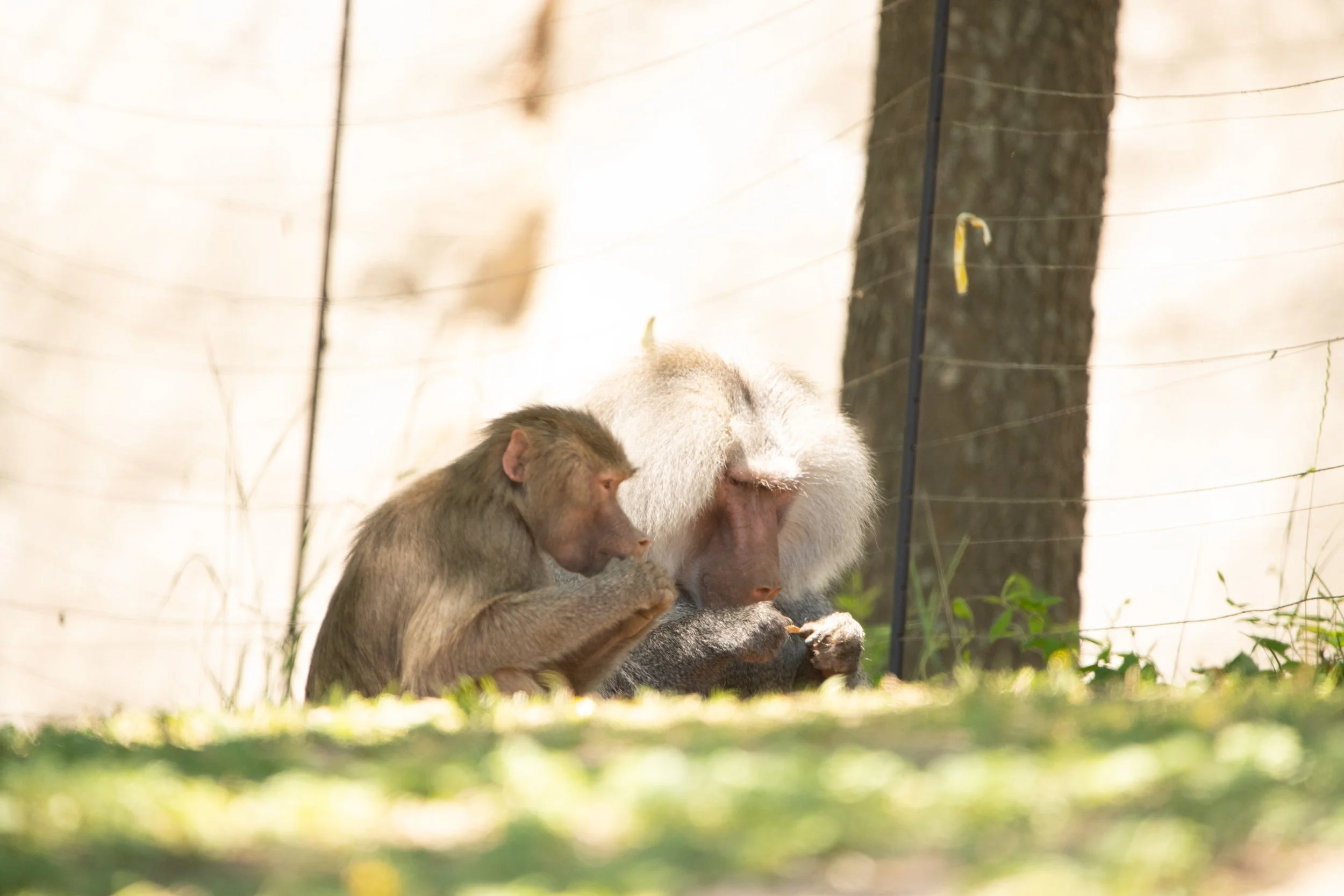 NC-zoo-adj-13.jpg