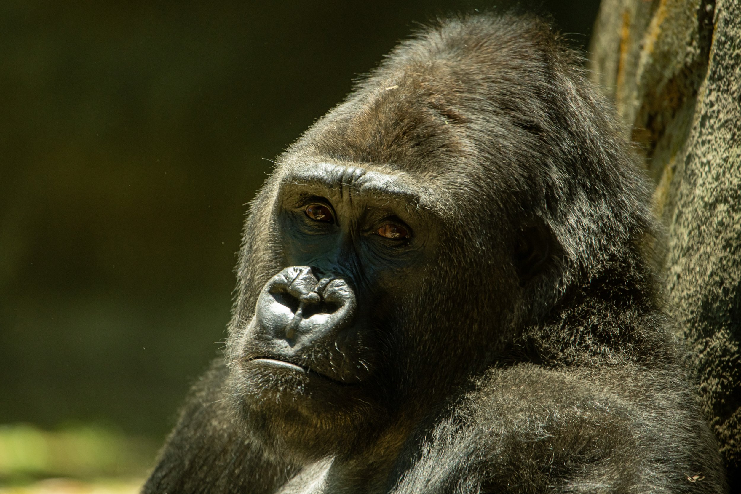 NC-zoo-adj-12.jpg
