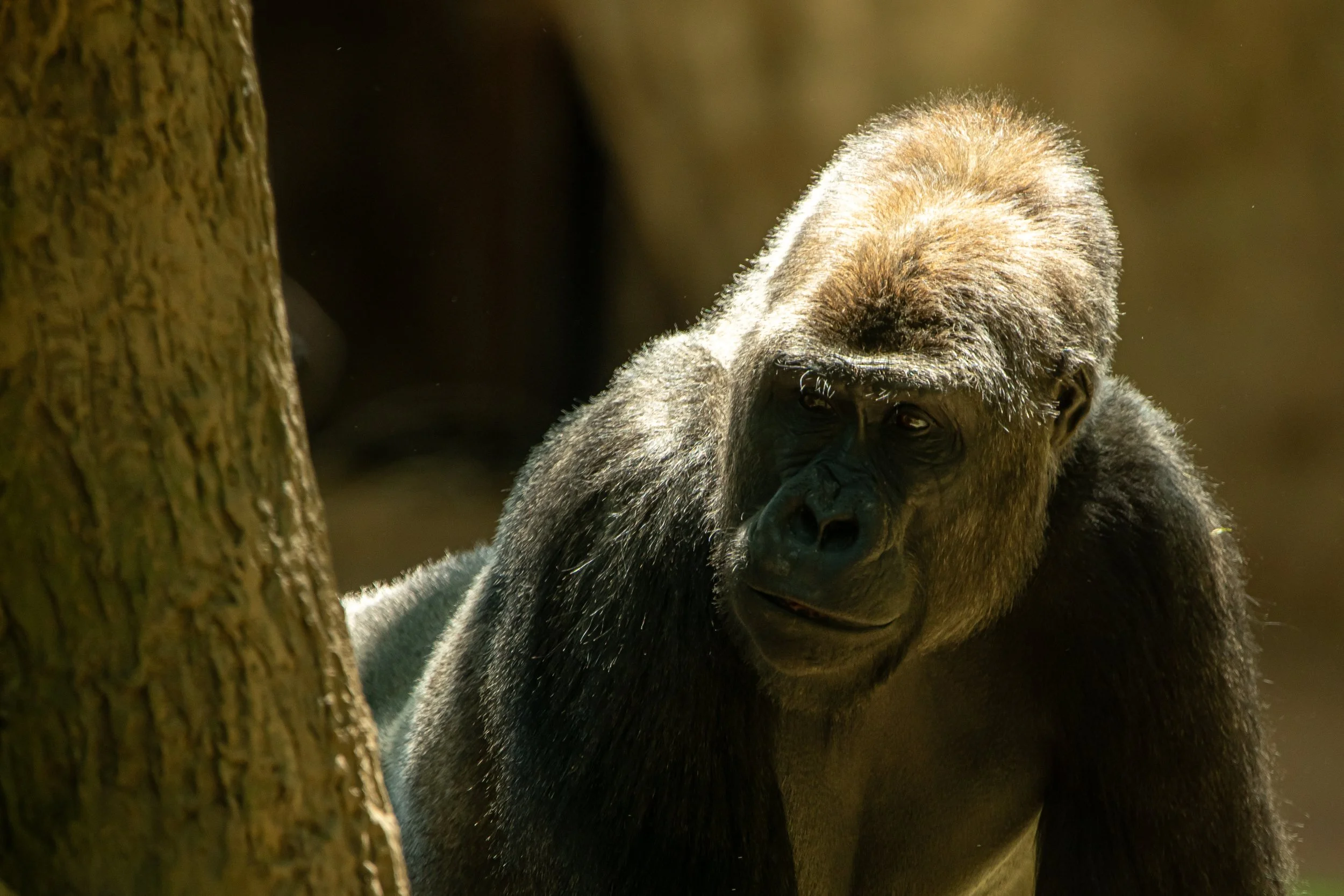 NC-zoo-adj-11.jpg