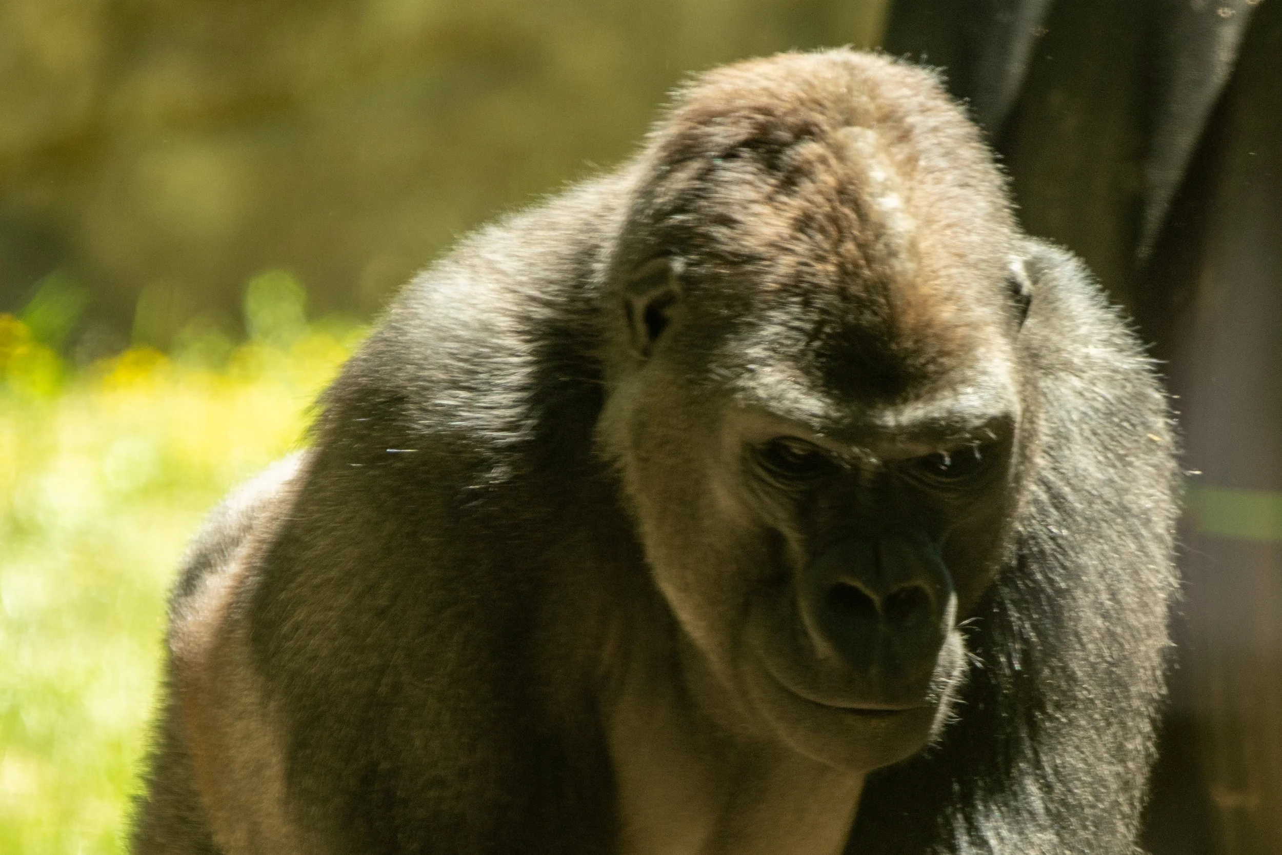 NC-zoo-adj-10.jpg