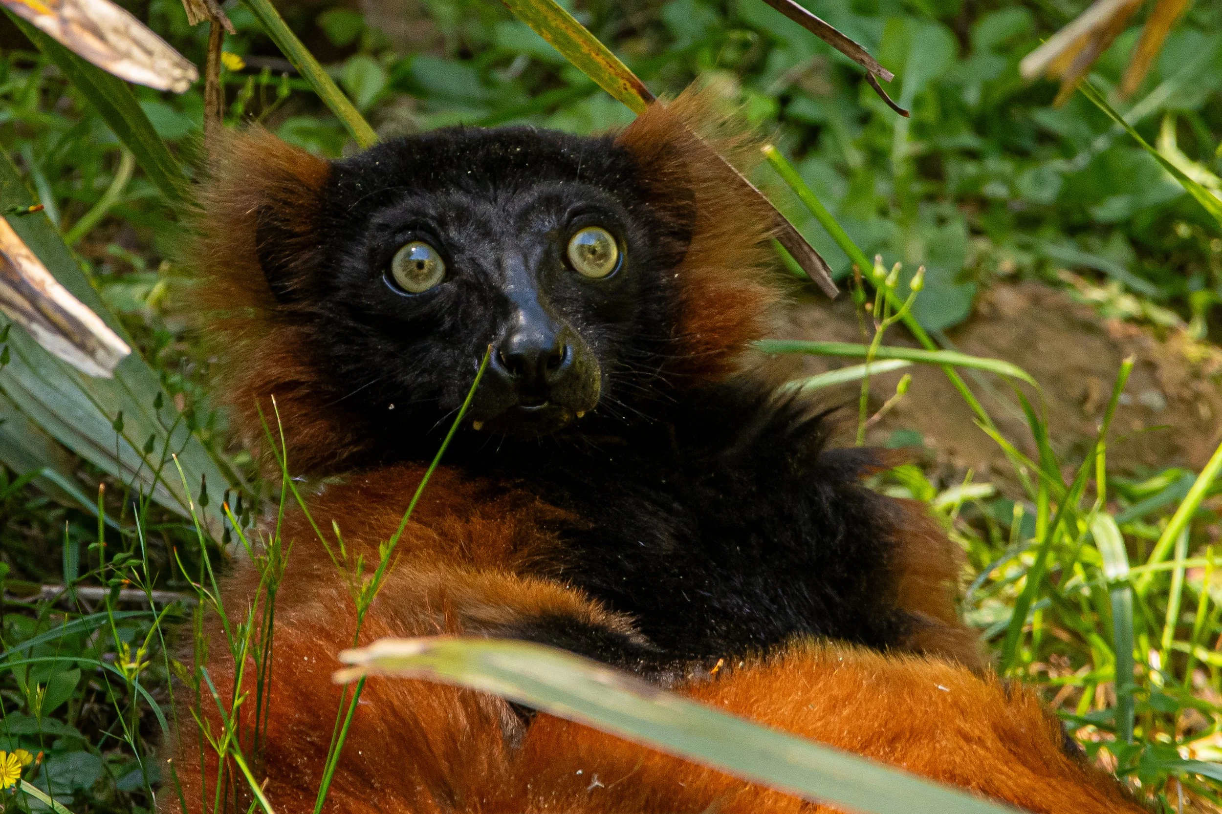 NC-zoo-adj-9.jpg