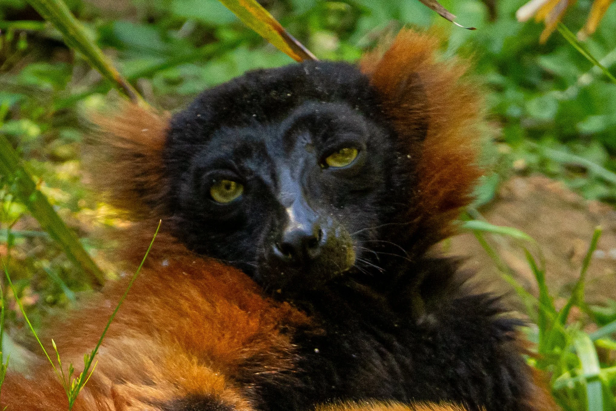 NC-zoo-adj-8.jpg