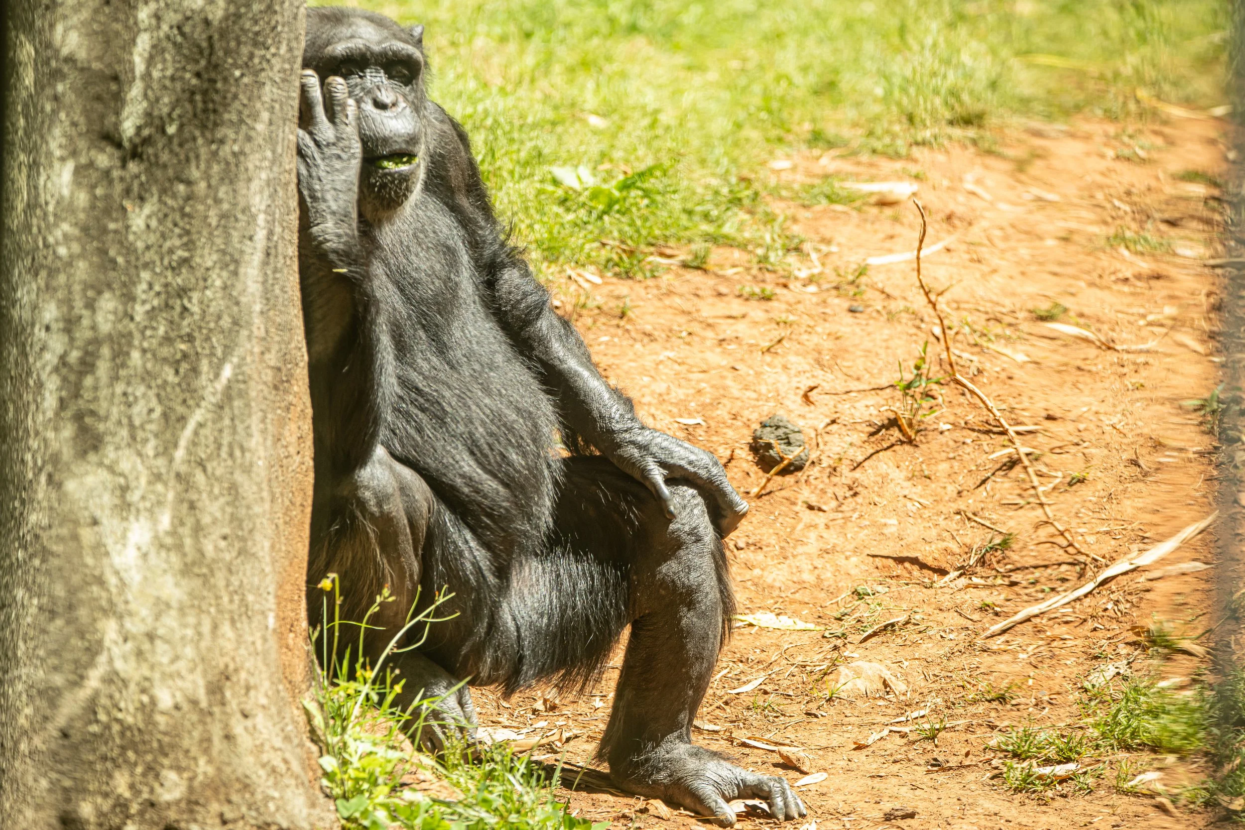 NC-zoo-adj-7.jpg