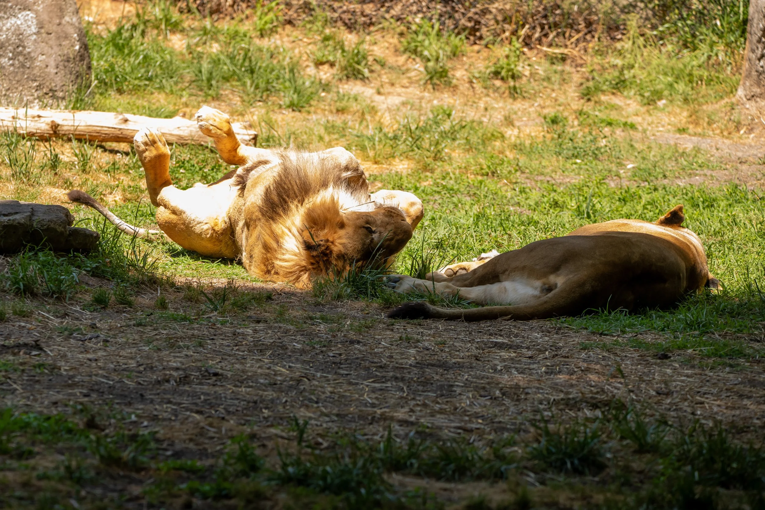 NC-zoo-adj-6.jpg