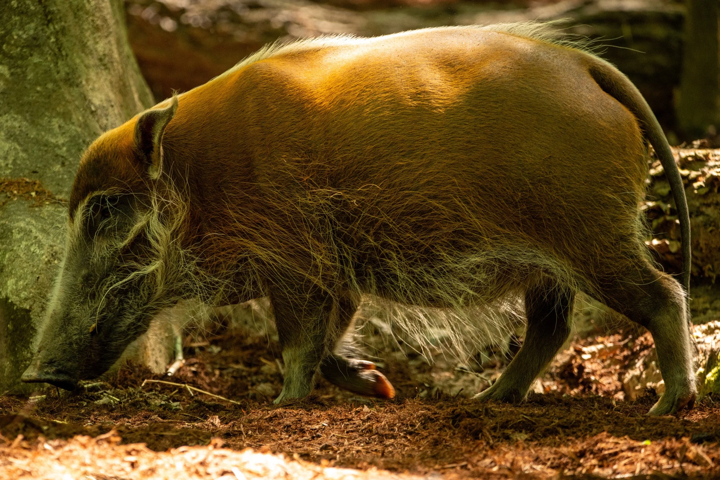 NC-zoo-adj-5.jpg