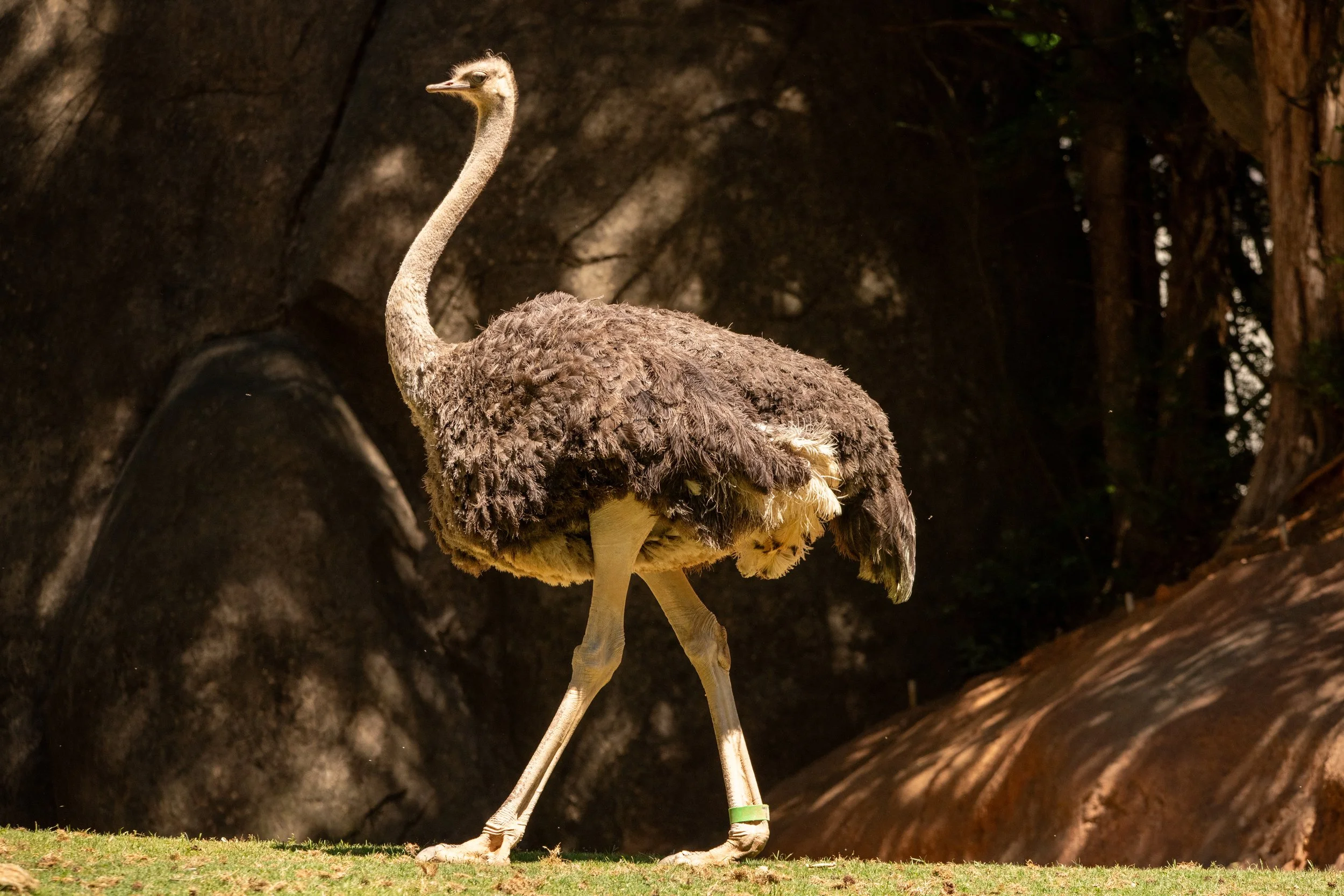 NC-zoo-adj-2.jpg