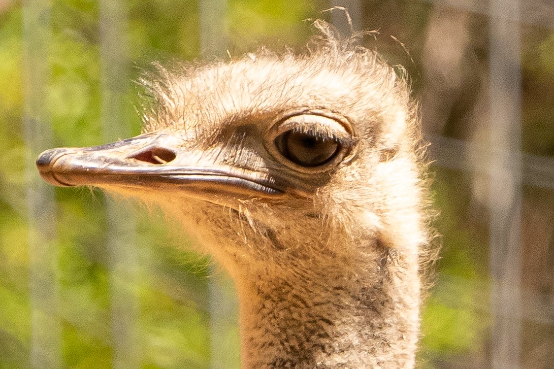 NC-zoo-adj.jpg