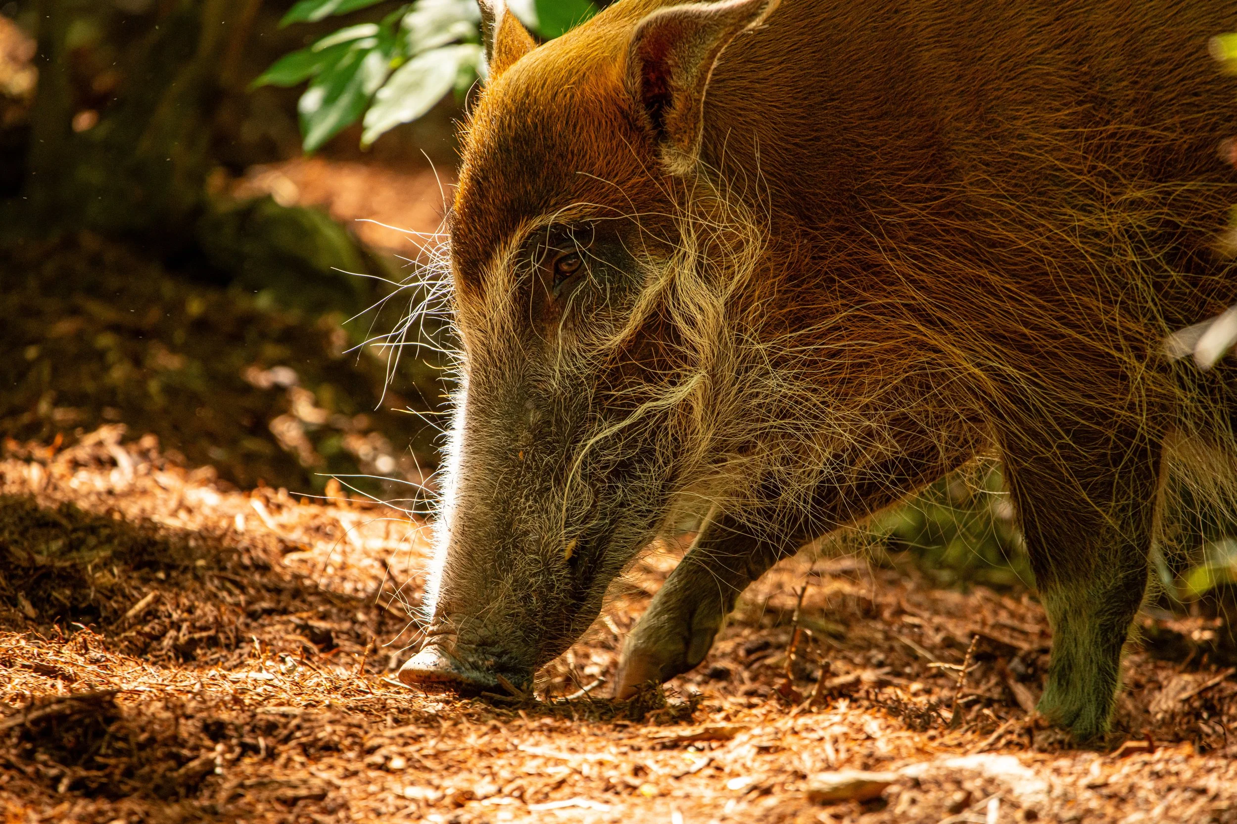 NC-zoo-adj-4.jpg