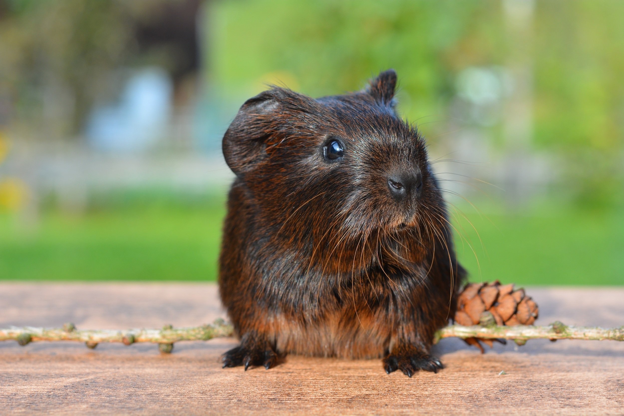 guinea-pig-pet-nager-rodent-47365.jpeg
