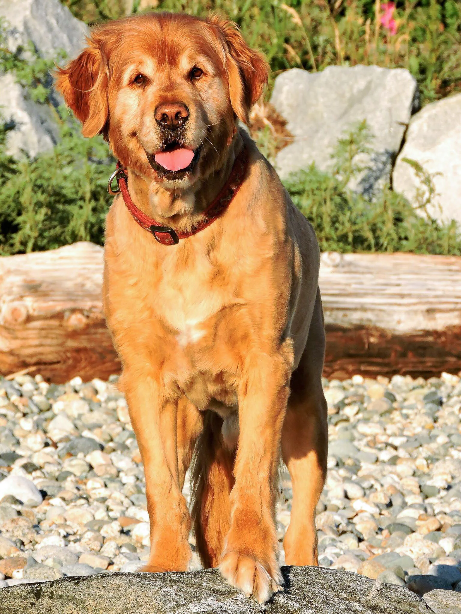 Sonny_Whiskers_Pet _Store.JPG