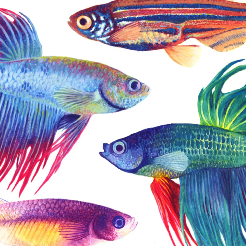 bettaFish.jpg