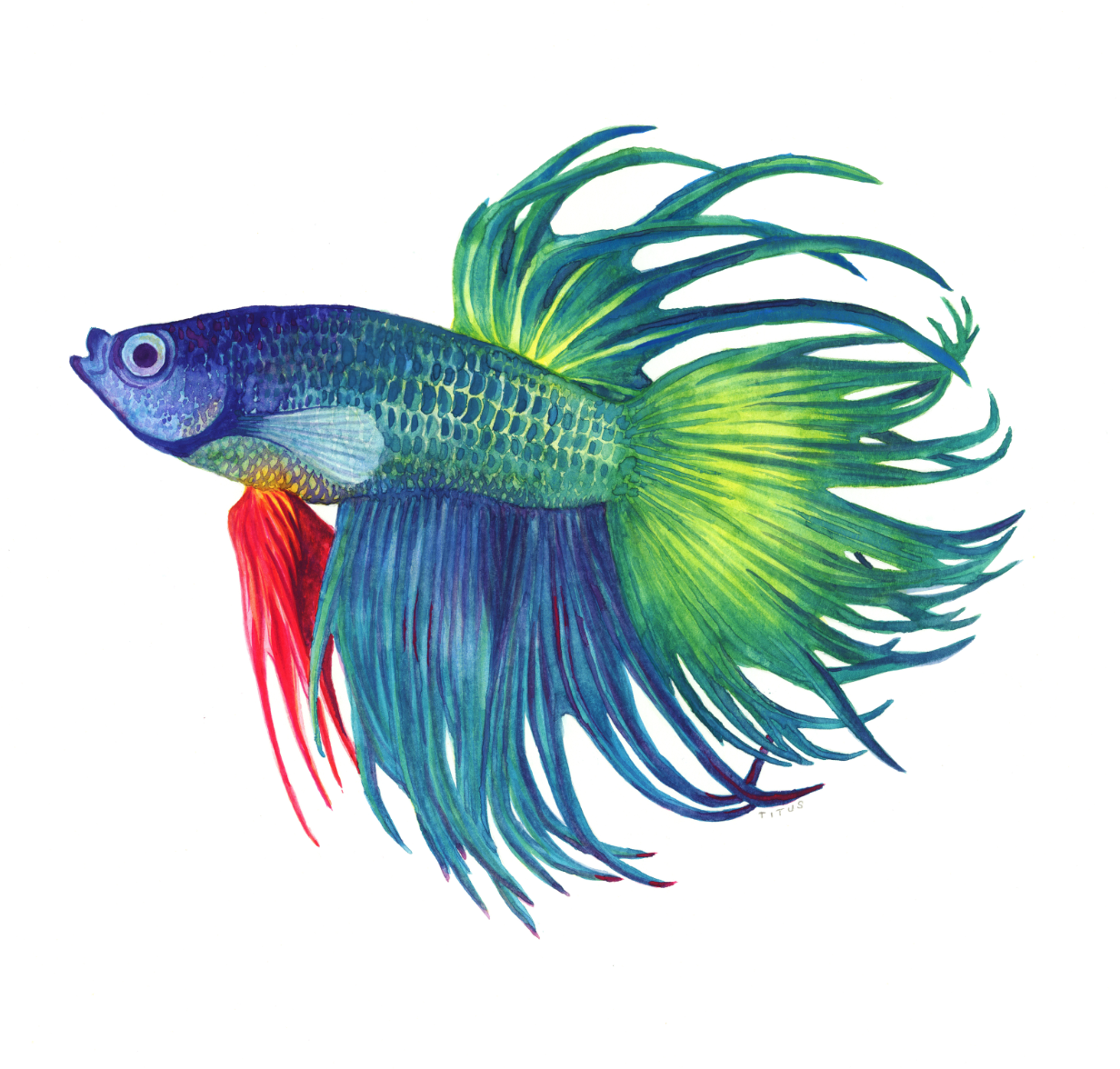 fish.png