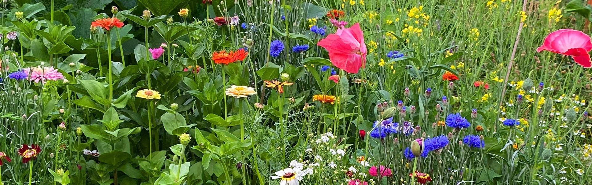 flower-banner.jpg