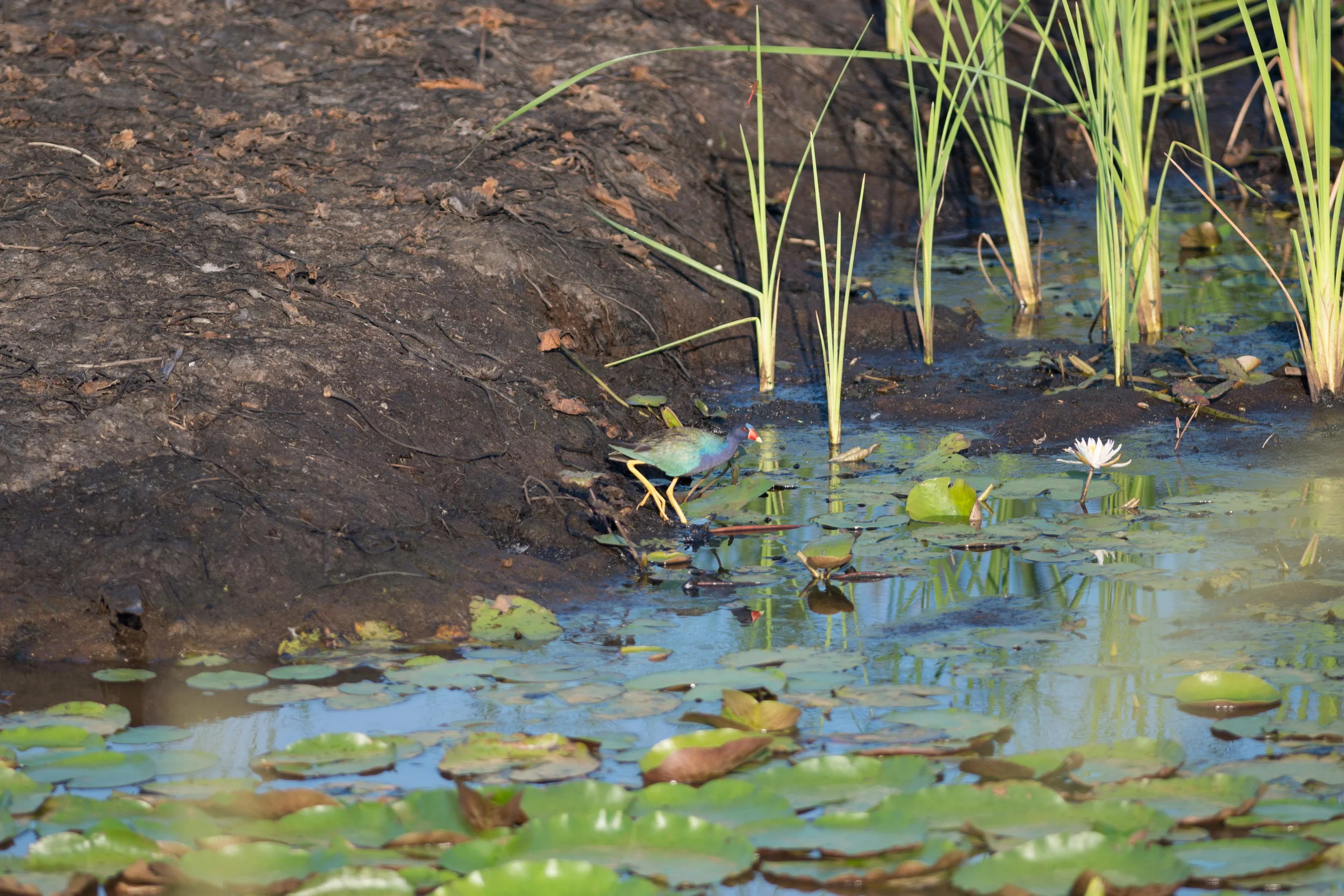 Purple Gallinule