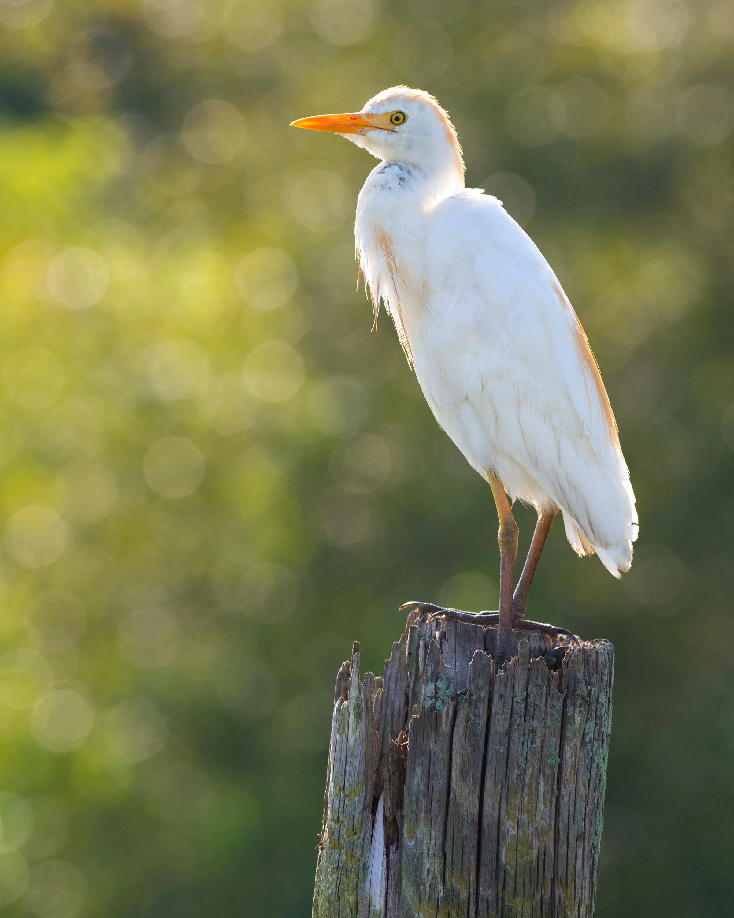 Cattle Egret