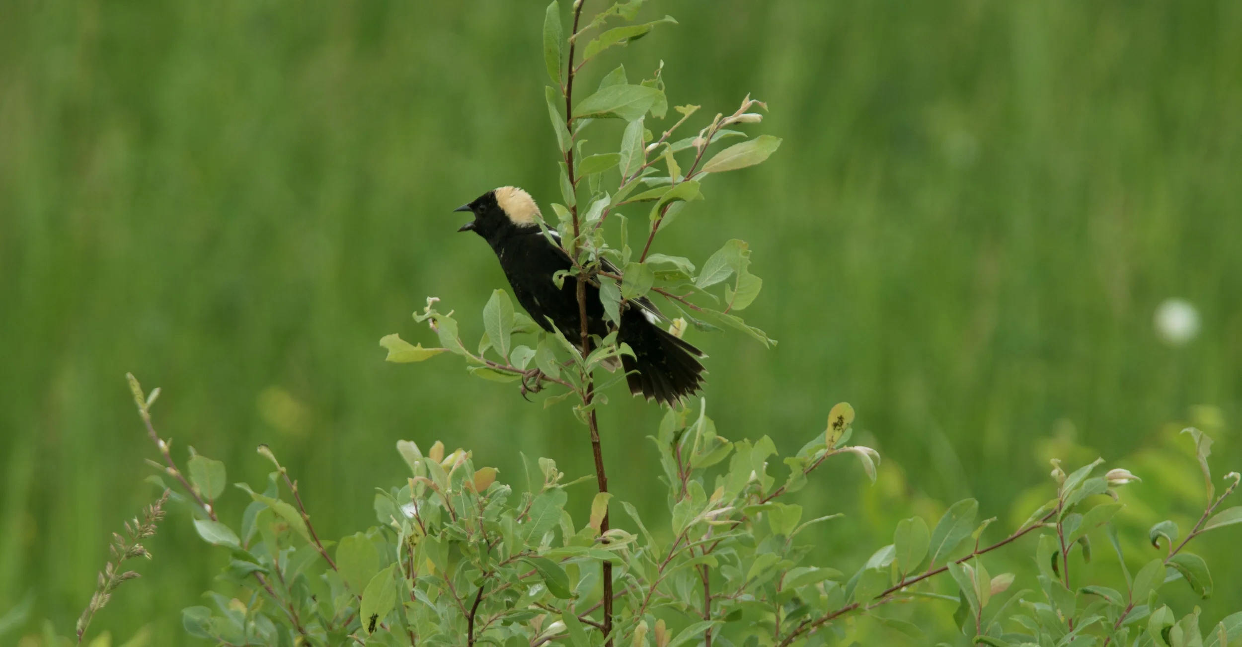 Bobolink