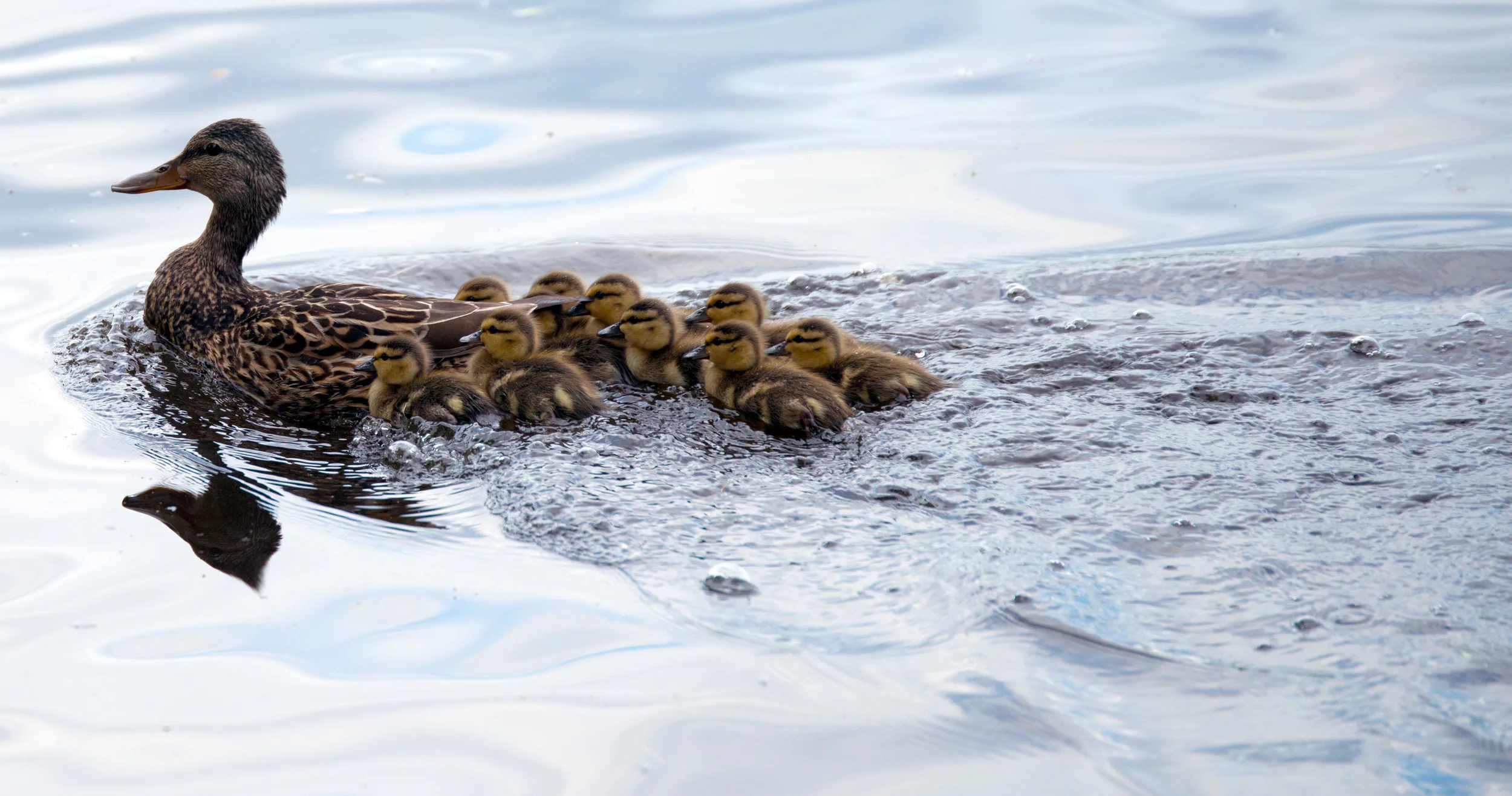 Mallard
