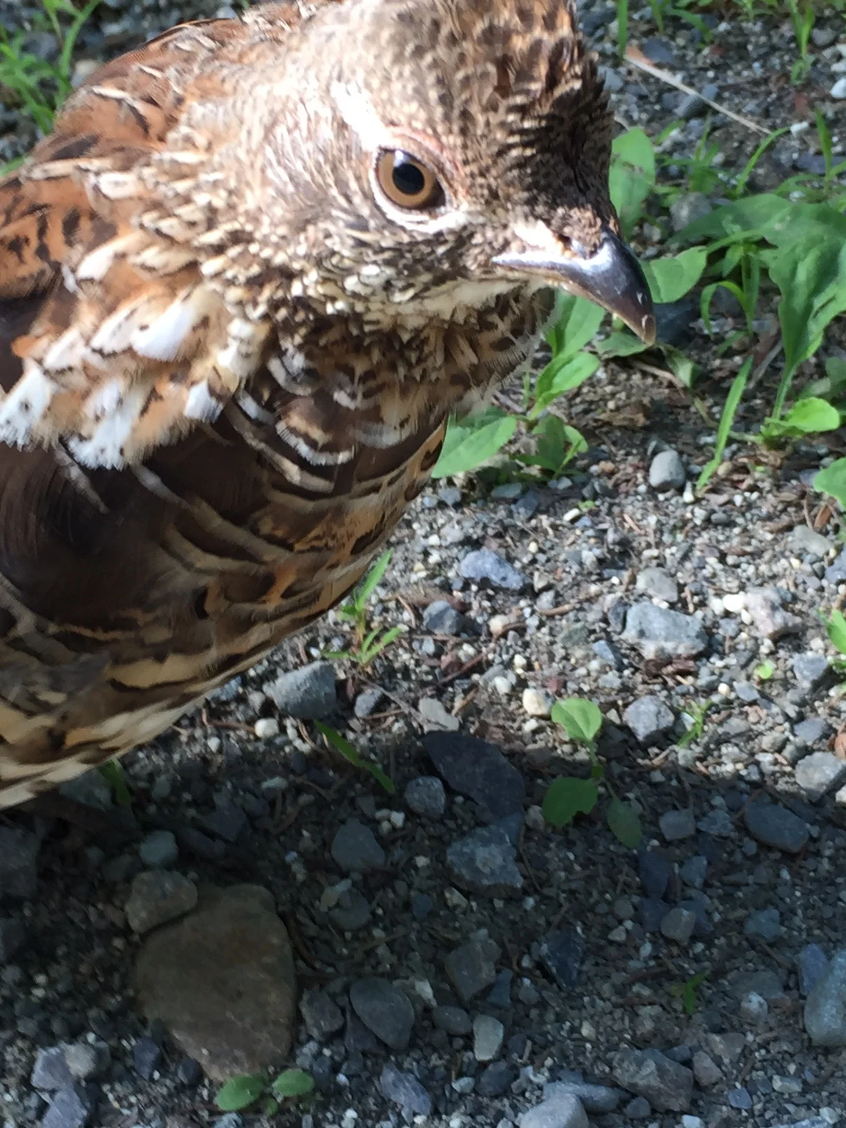 Ruffed Grouse 