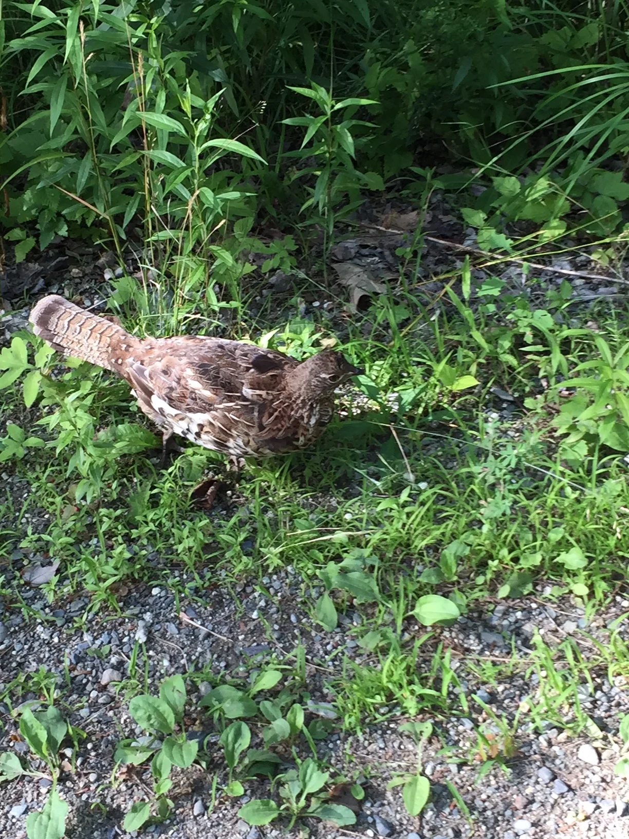 Ruffed Grouse