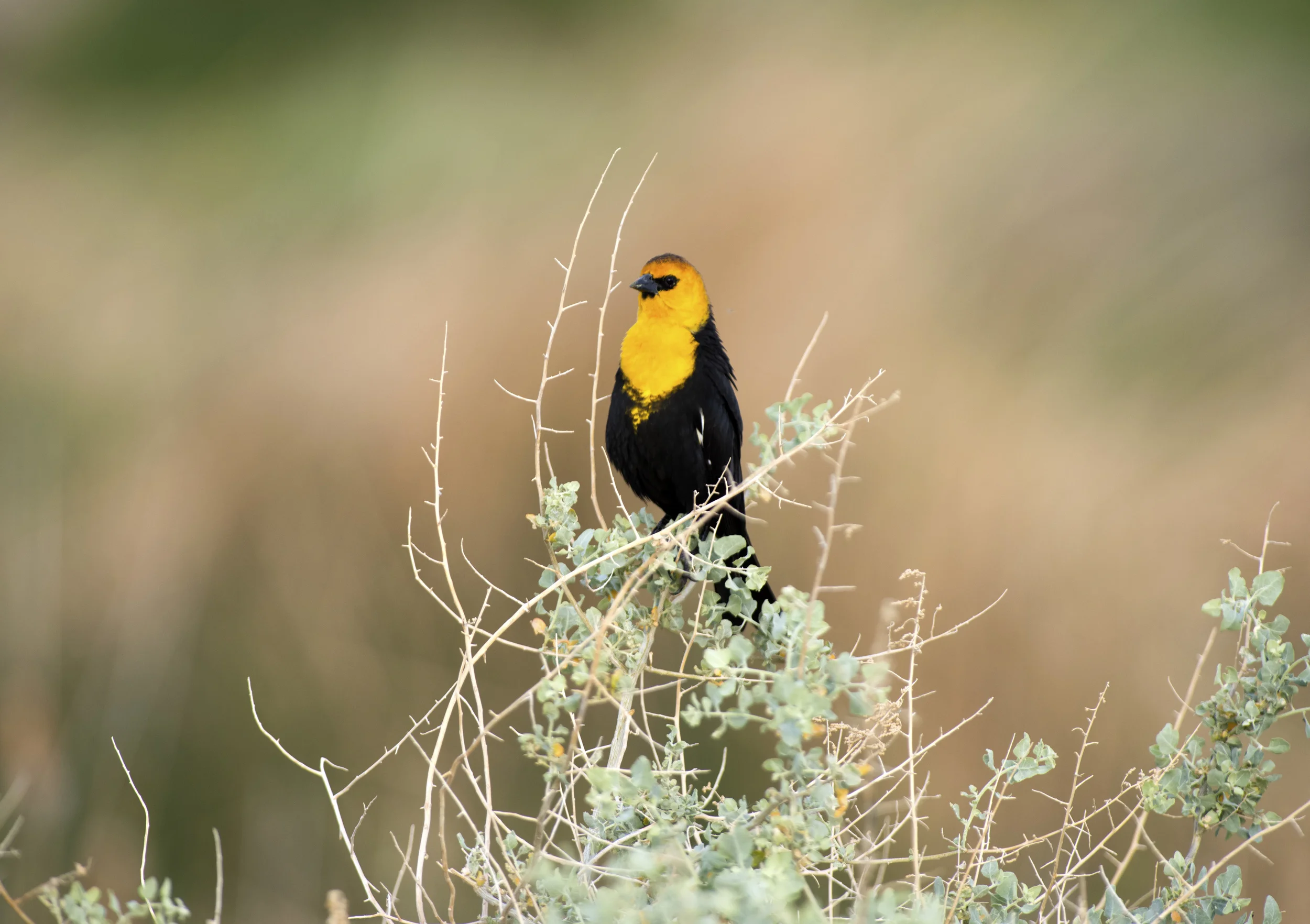 Yellow-headed Blackbird.jpg