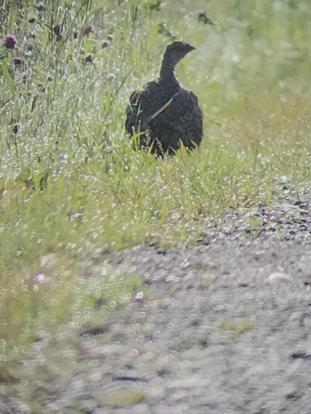 Sharp-tailed Grouse Sax-Zim Bog