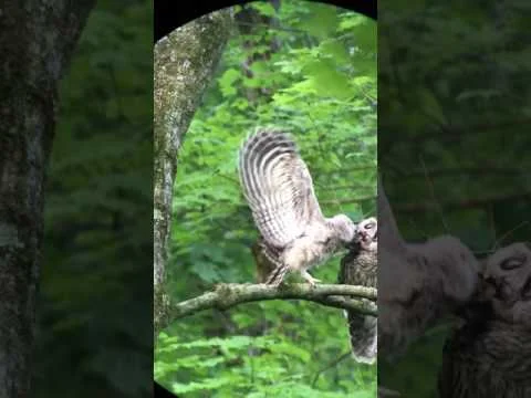 Barred Owl Blendon Woods 2017