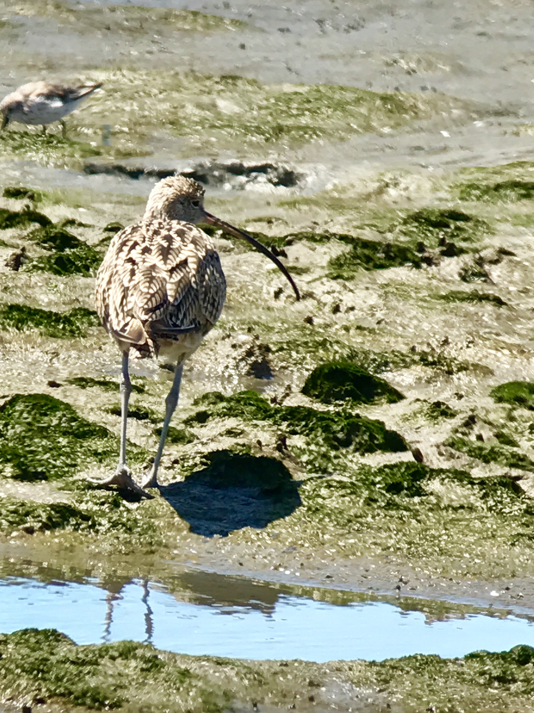 Long-billed curlew Alameda