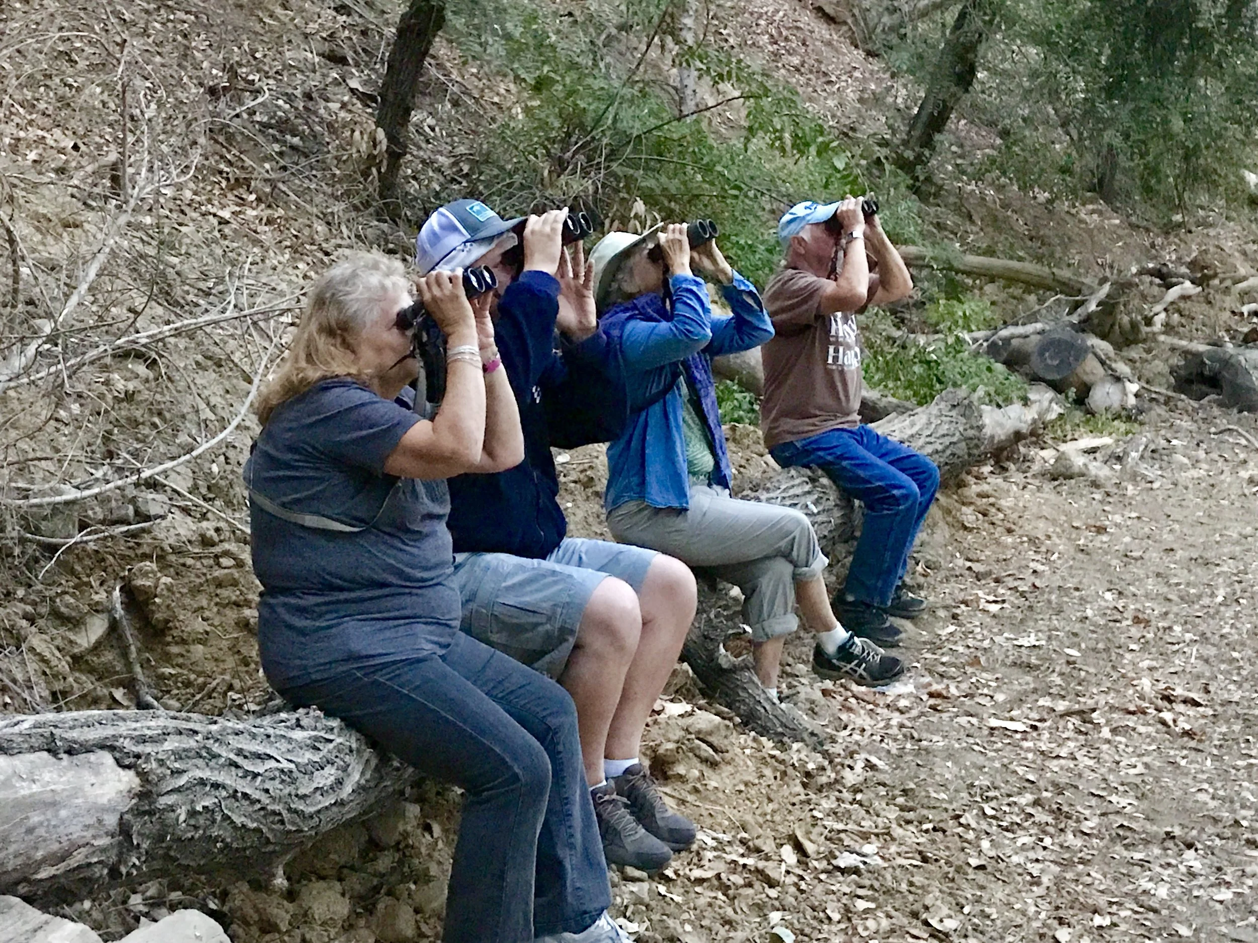 Western Screech-Owl Hunt Blackberry Farm CA.
