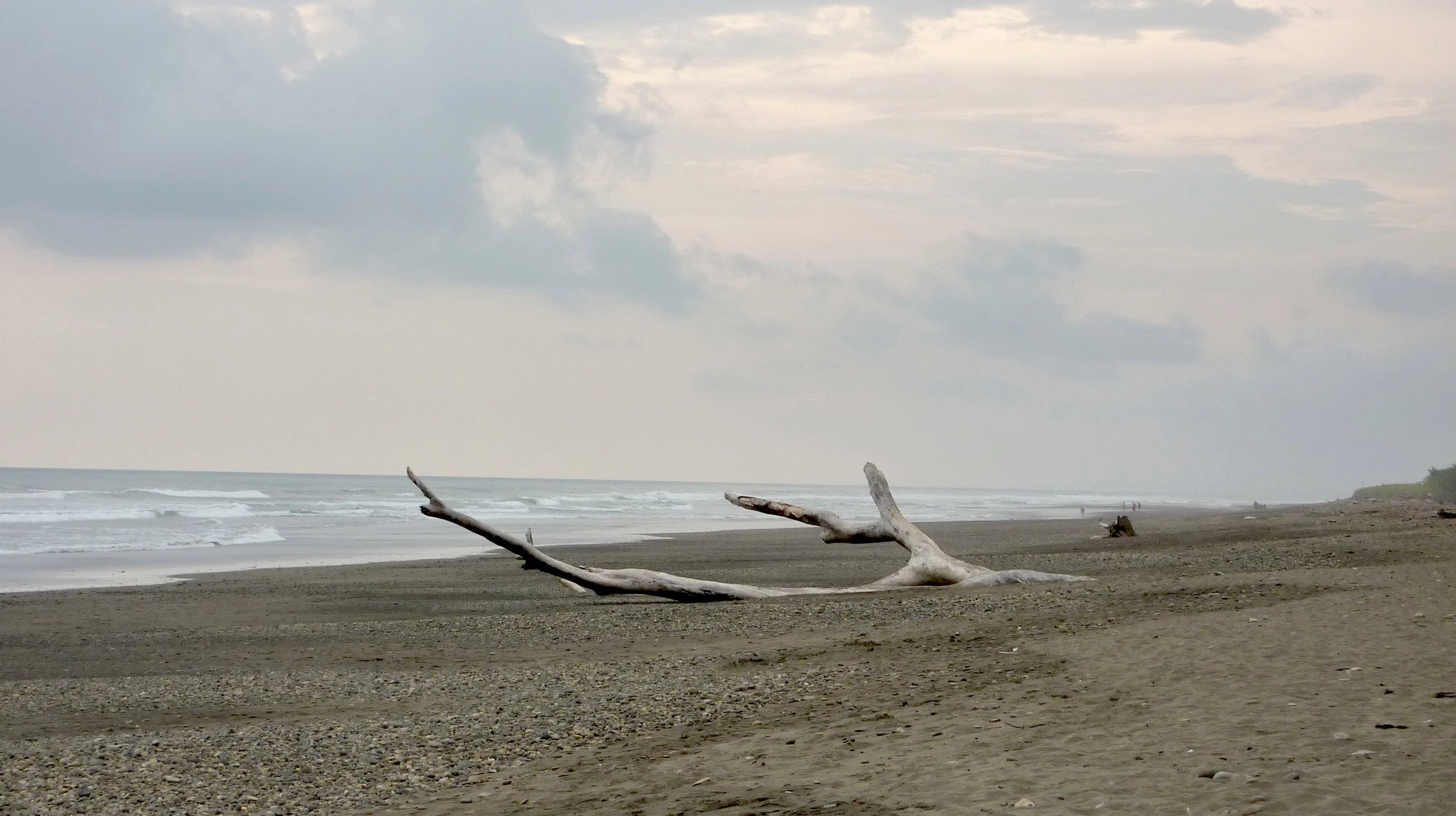 SQ.CR.Driftwood.jpg