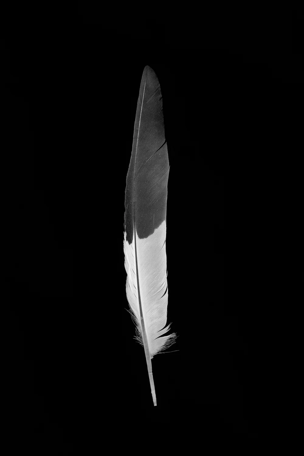 feather_12x18-Edit.jpg