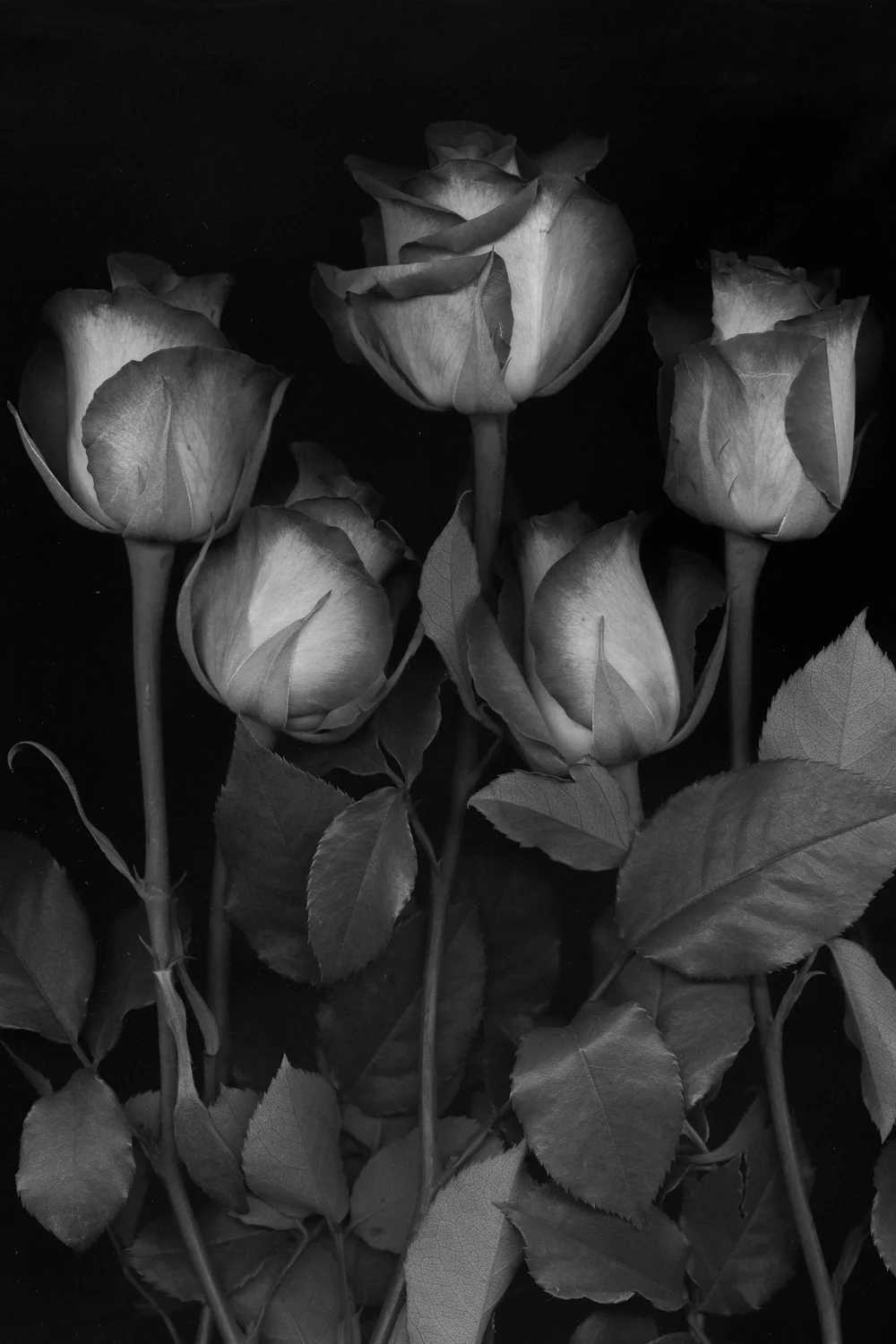 rose 4-Edit.jpg