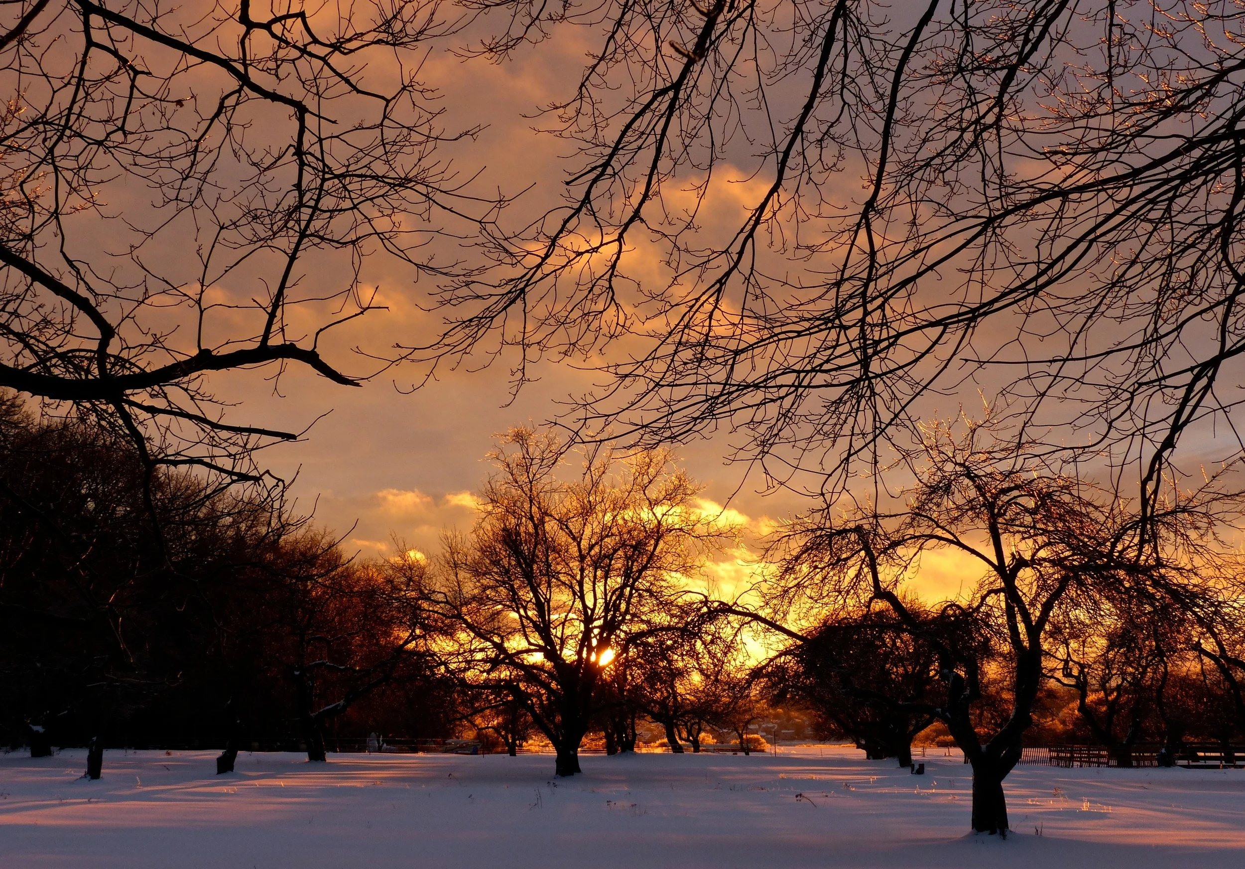 Apple Orchard Sunset 