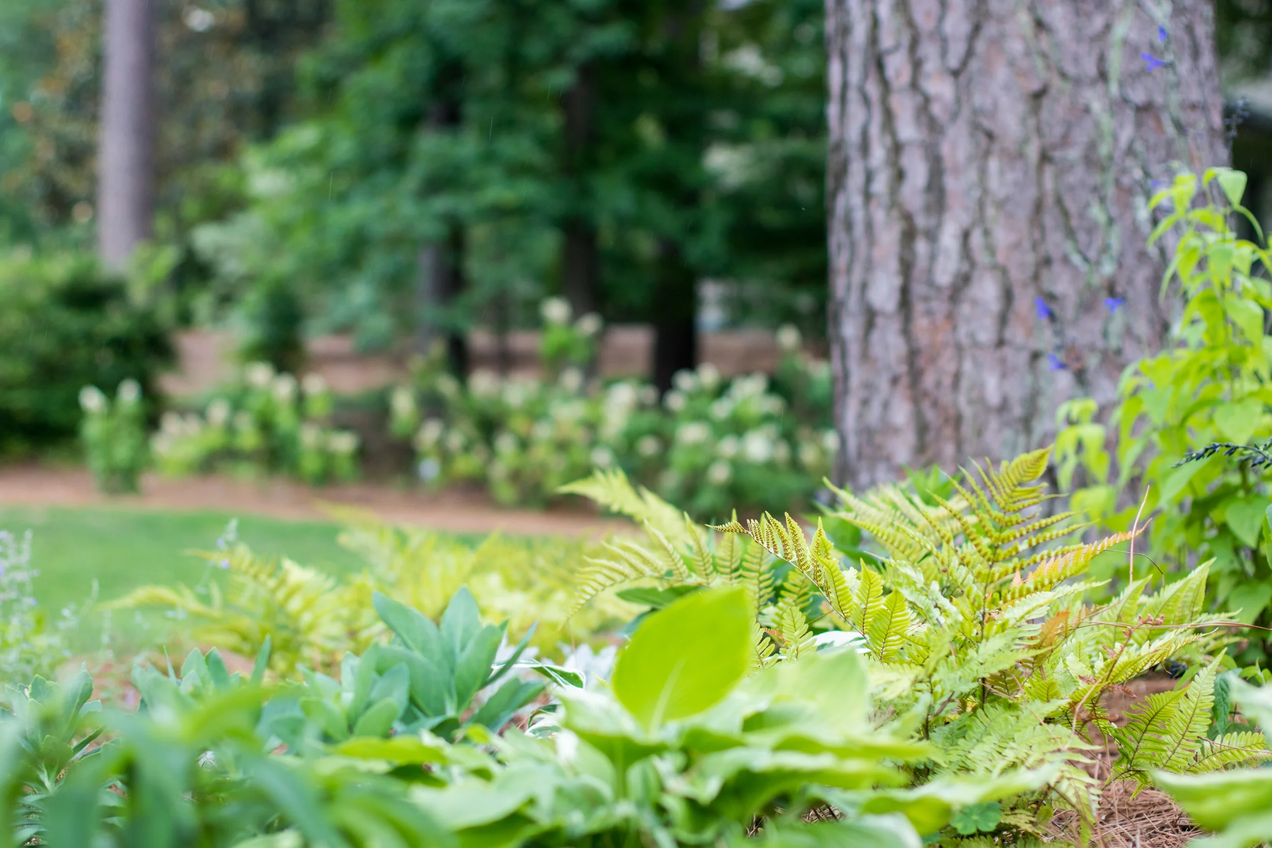 Specialist Landscaping | Birmingham | Mountain Brook, AL Landscaping, lawn care, maintenance, yard, architecture, exterior, southern, traditional, design, elegant, beauty, value, homeowner, home, house, outdoor living.