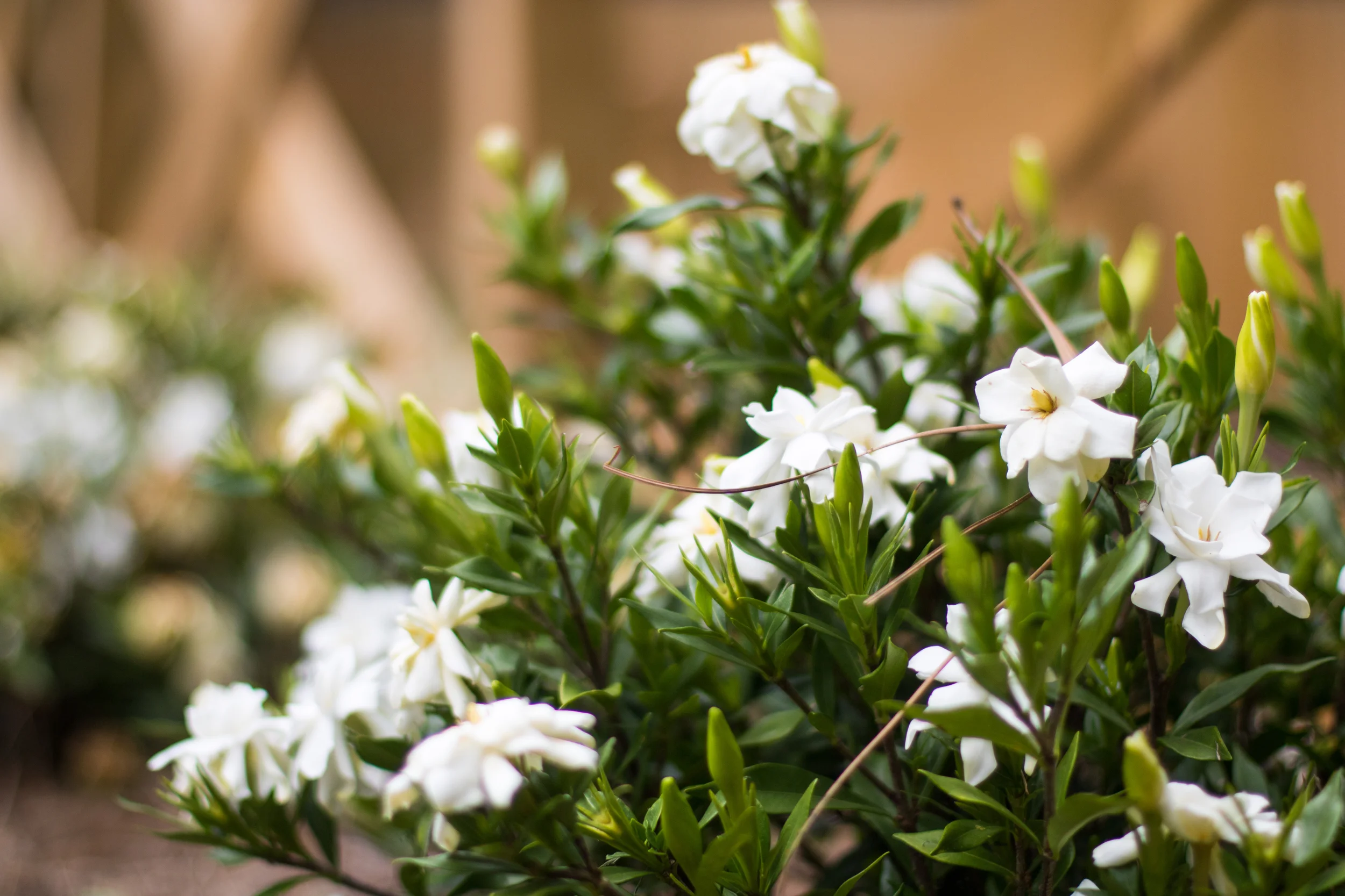 Specialist Landscaping | Birmingham | Mountain Brook, AL Landscaping, lawn care, maintenance, yard, architecture, exterior, southern, traditional, design, elegant, beauty, value, homeowner, home, house, outdoor living.