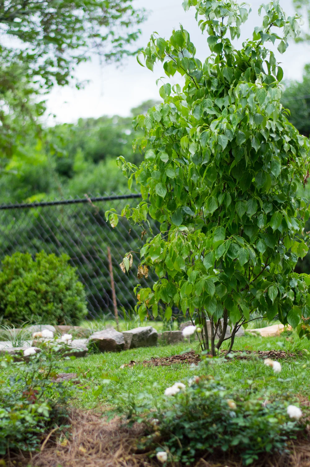 southern backyard living on June 2016 Specialist Landscaping
