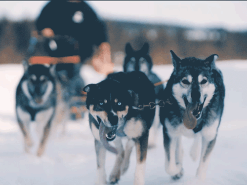WEB-Thumbnail.gif