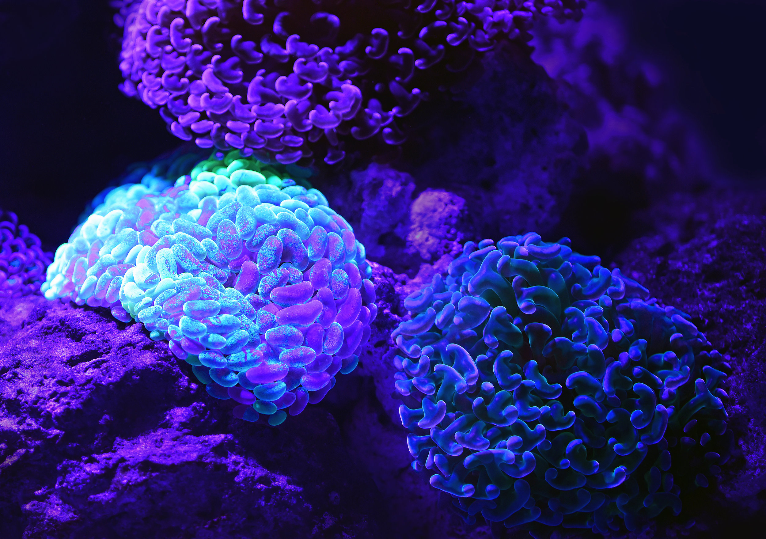 These are not brains but they look cool and they glow. And things that glow are automatically Science!