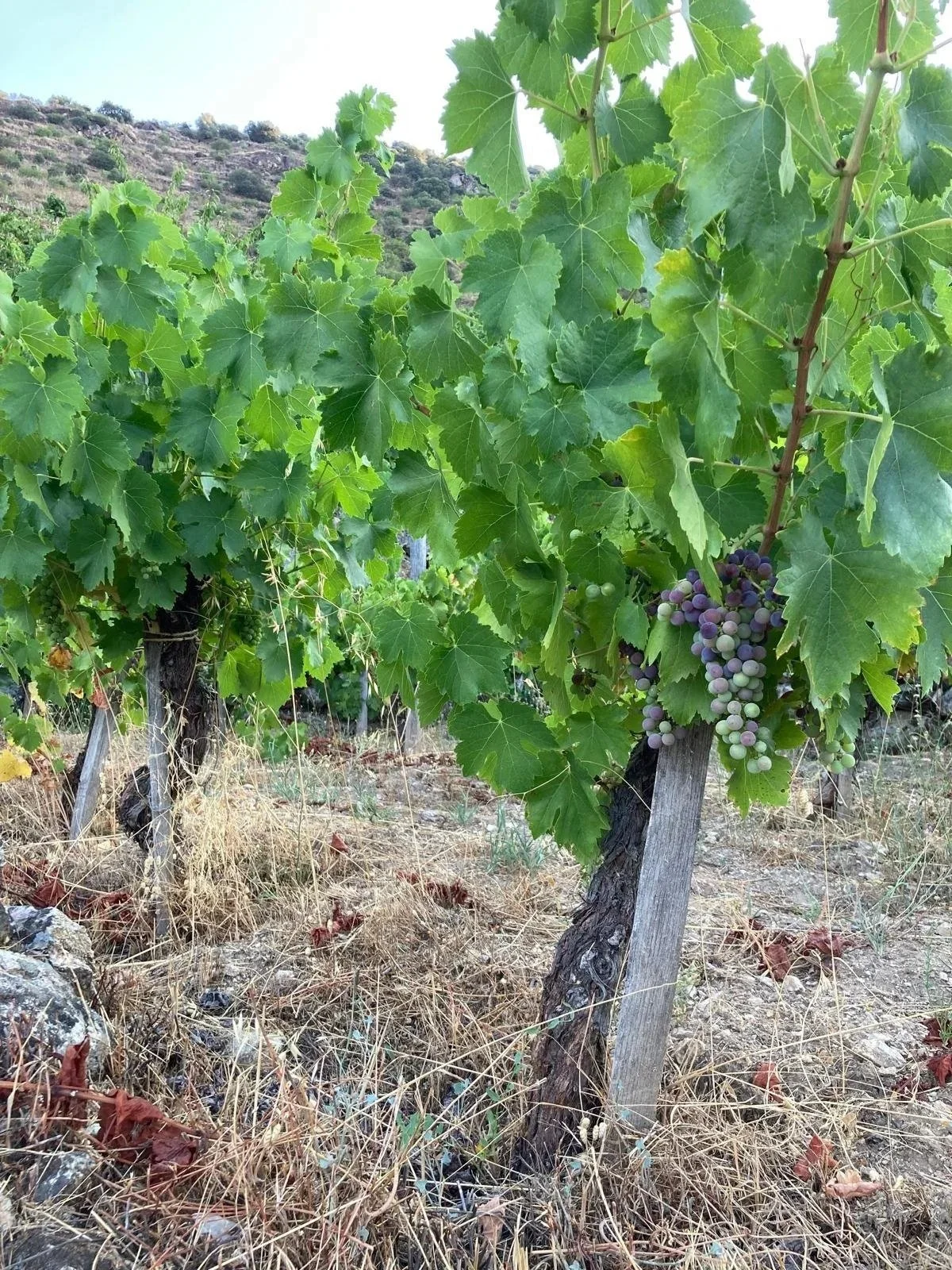Falcoeira vineyard, Valdeorras