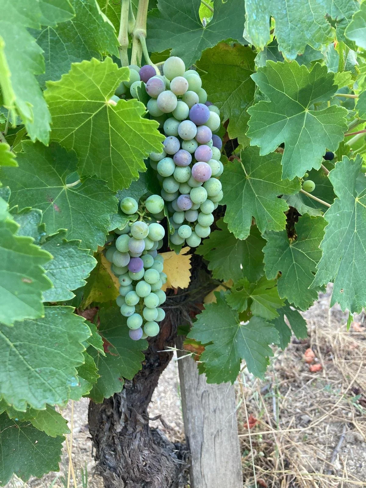 Harvest 2026… first impressions