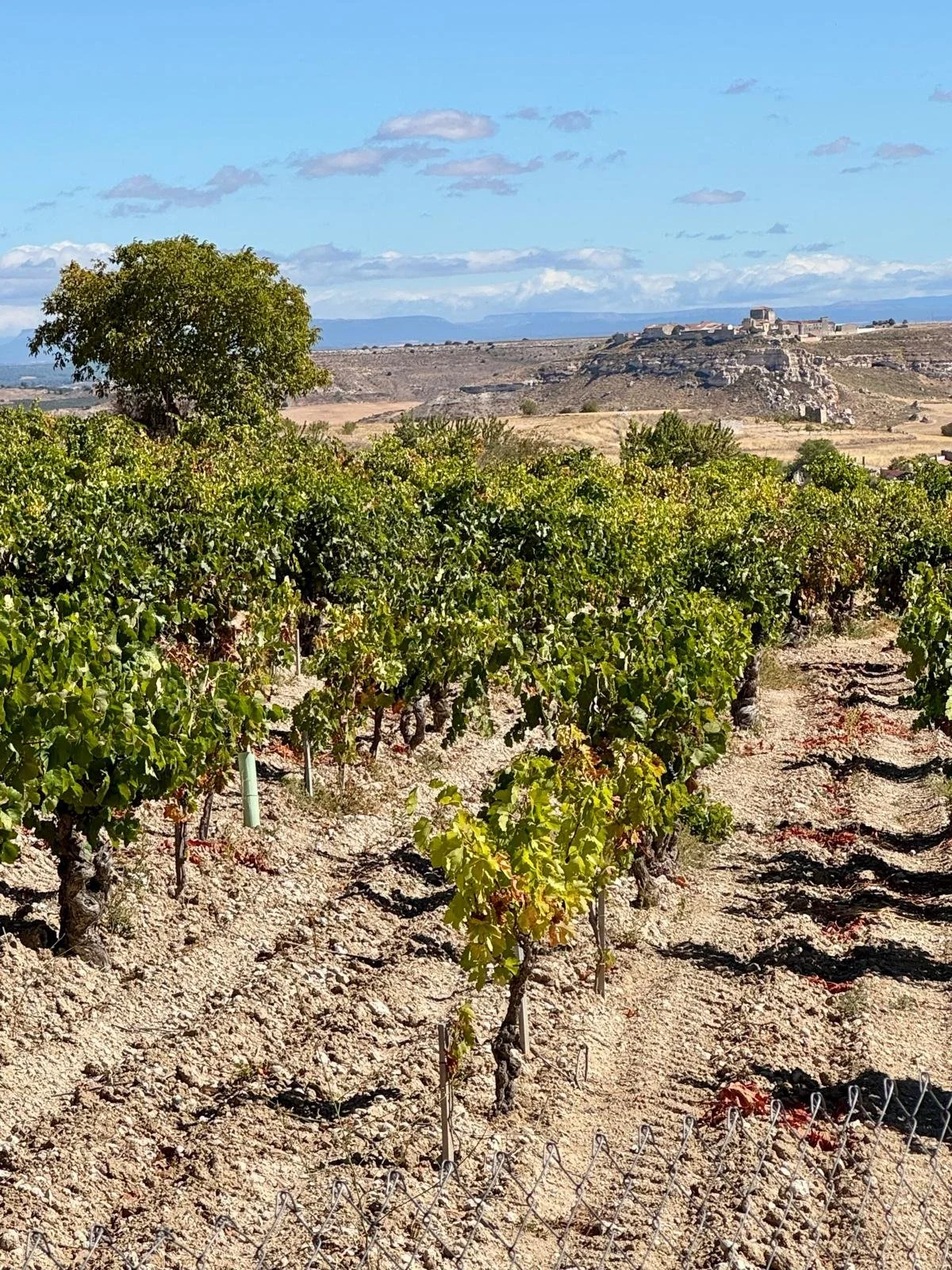 Matallana, Ribera del Duero