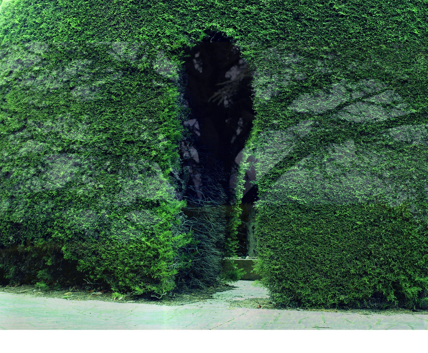 Manicured Visions