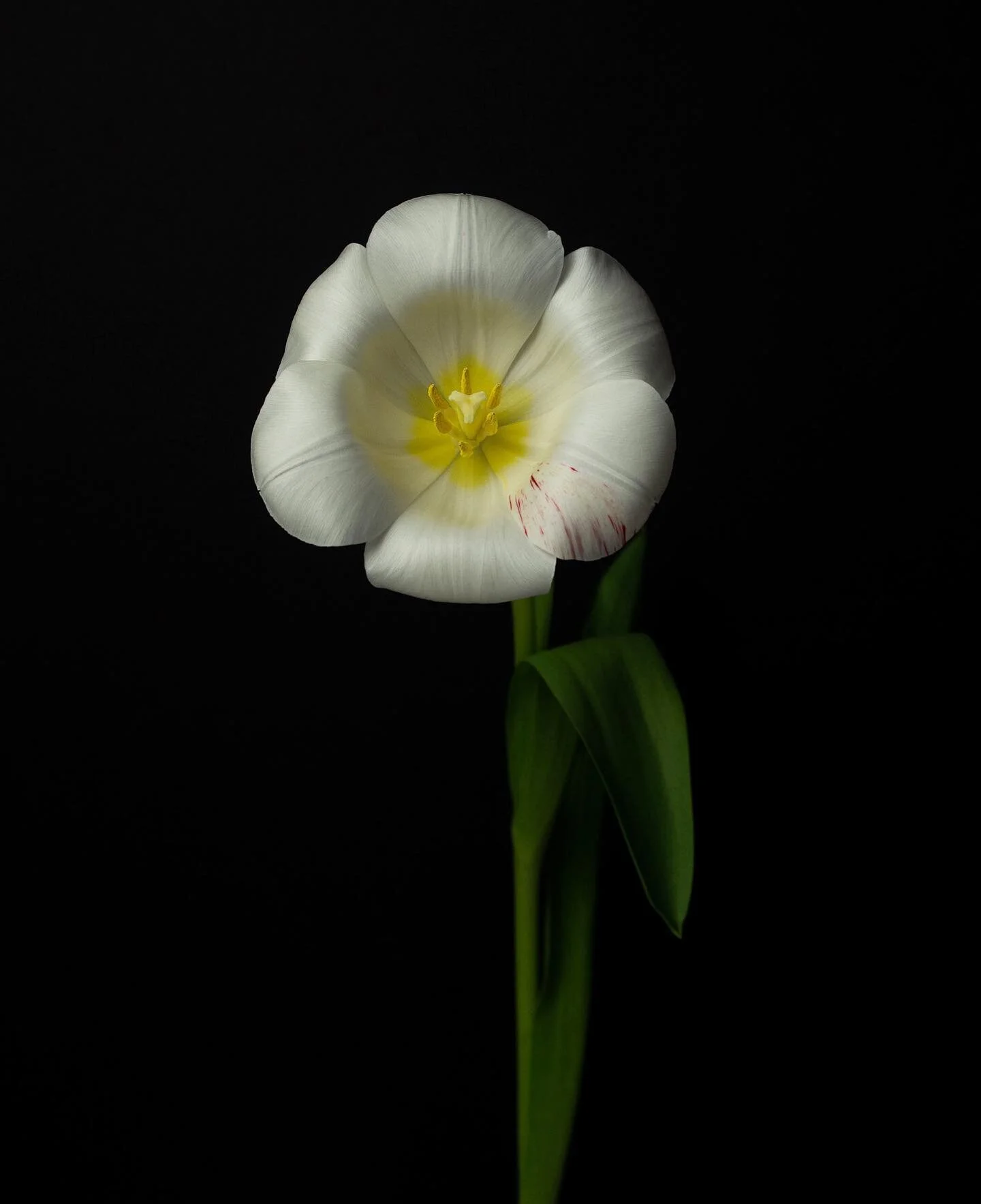 Portrait of a tulip.

Happy Valentine&rsquo;s Day 💋

#bloom #tulip #soniaafonsostudio #artedigital #photographystudio #framesmag #nownessweekly #fineartphotography #fineart