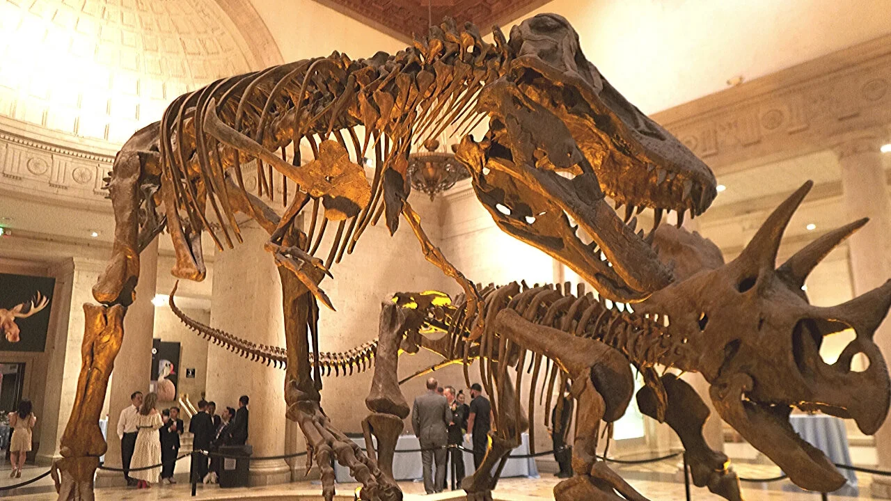 Natural History Museum The Most Fun Educational Wedding Ever Dj Mojoe